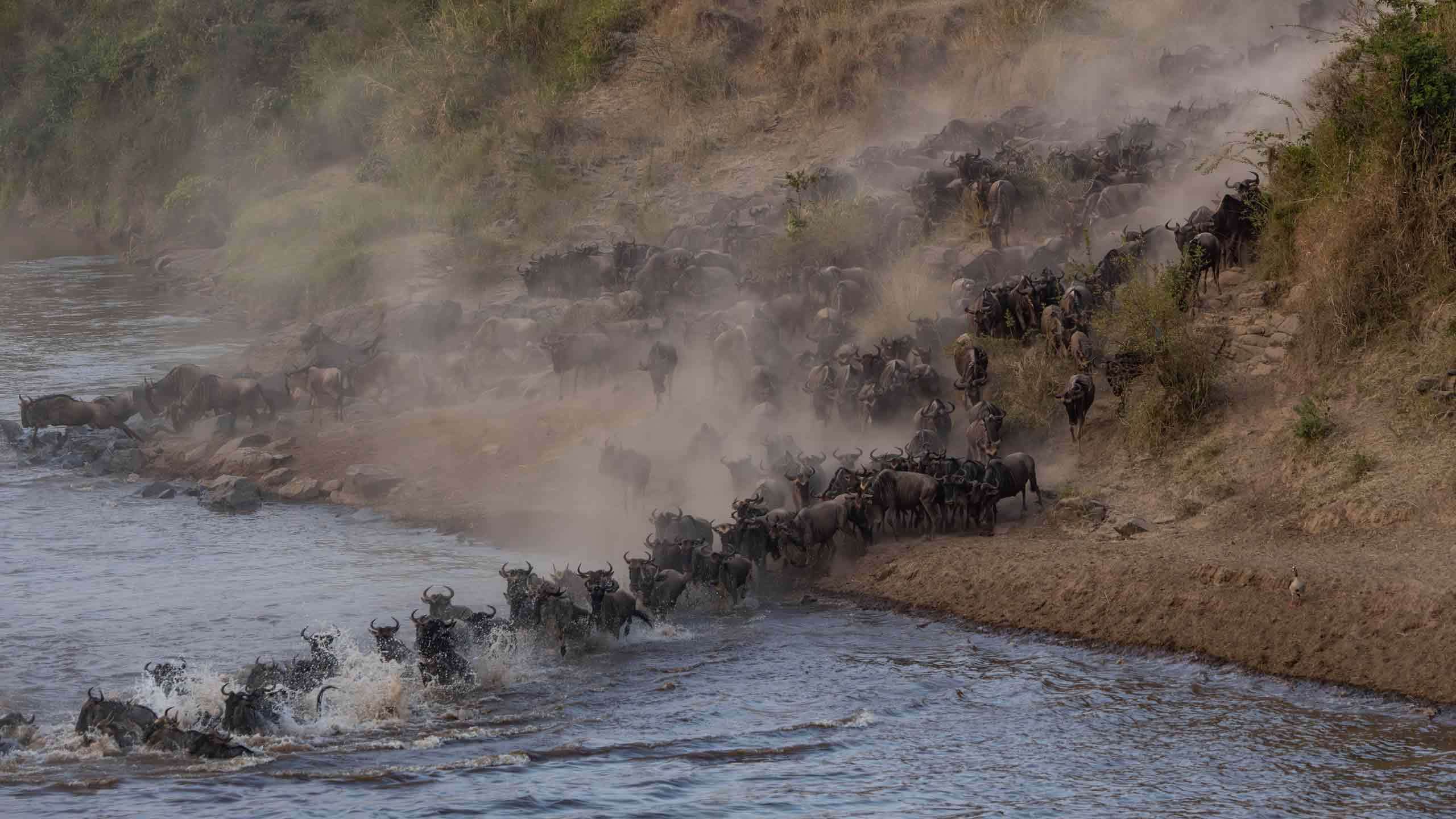 Great Migration Luxury Tanzania Safari Expedition 7D6N, Private Guided