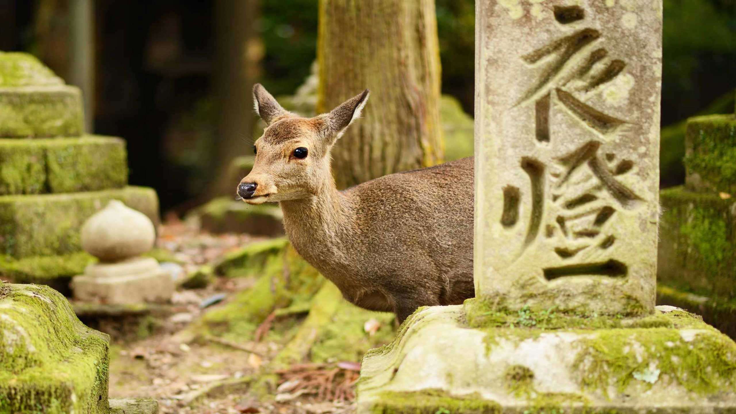 Ancient Capitals Nara & Asuka Luxury Walk 4D3N, Private Guided