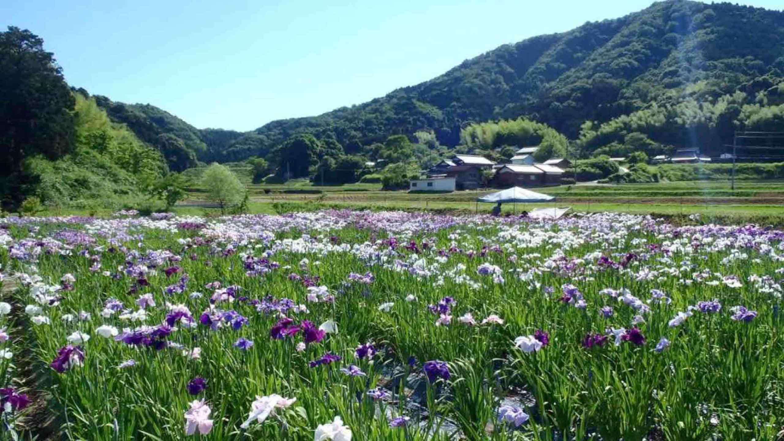 Best of Kyoto Hidden Gems, Countryside Cycle, Walk & Farmhouse Stay 3D2N, Guided