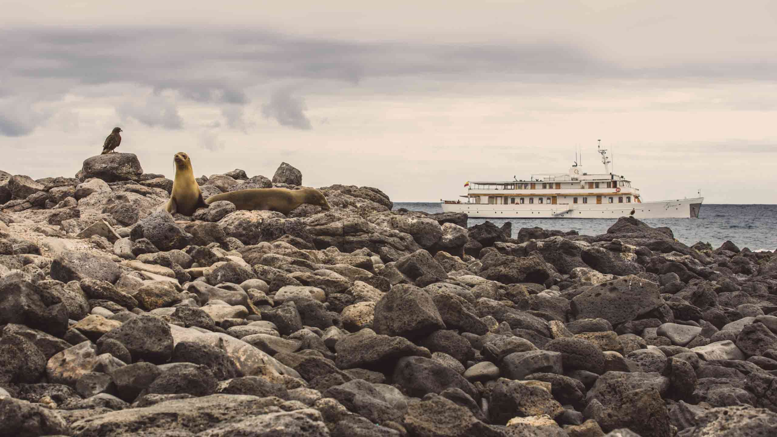 Ultimate Luxury Galapagos by Grace Yacht 8D7N (Following Darwin's Trail) 