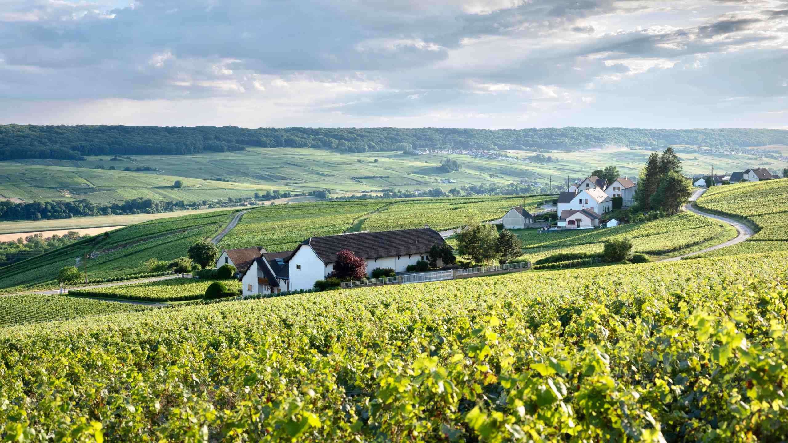 Luxury Sparkling Champagne & the Alsace Wine Route Biking 6D5N, Fully Guided