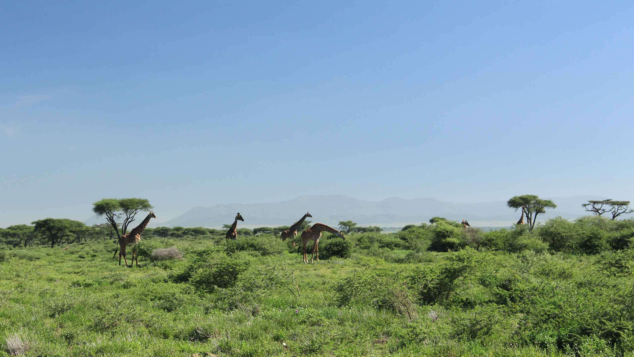 Great Migration Mara Safari Expedition (Tanzania) 7D6N, Guided