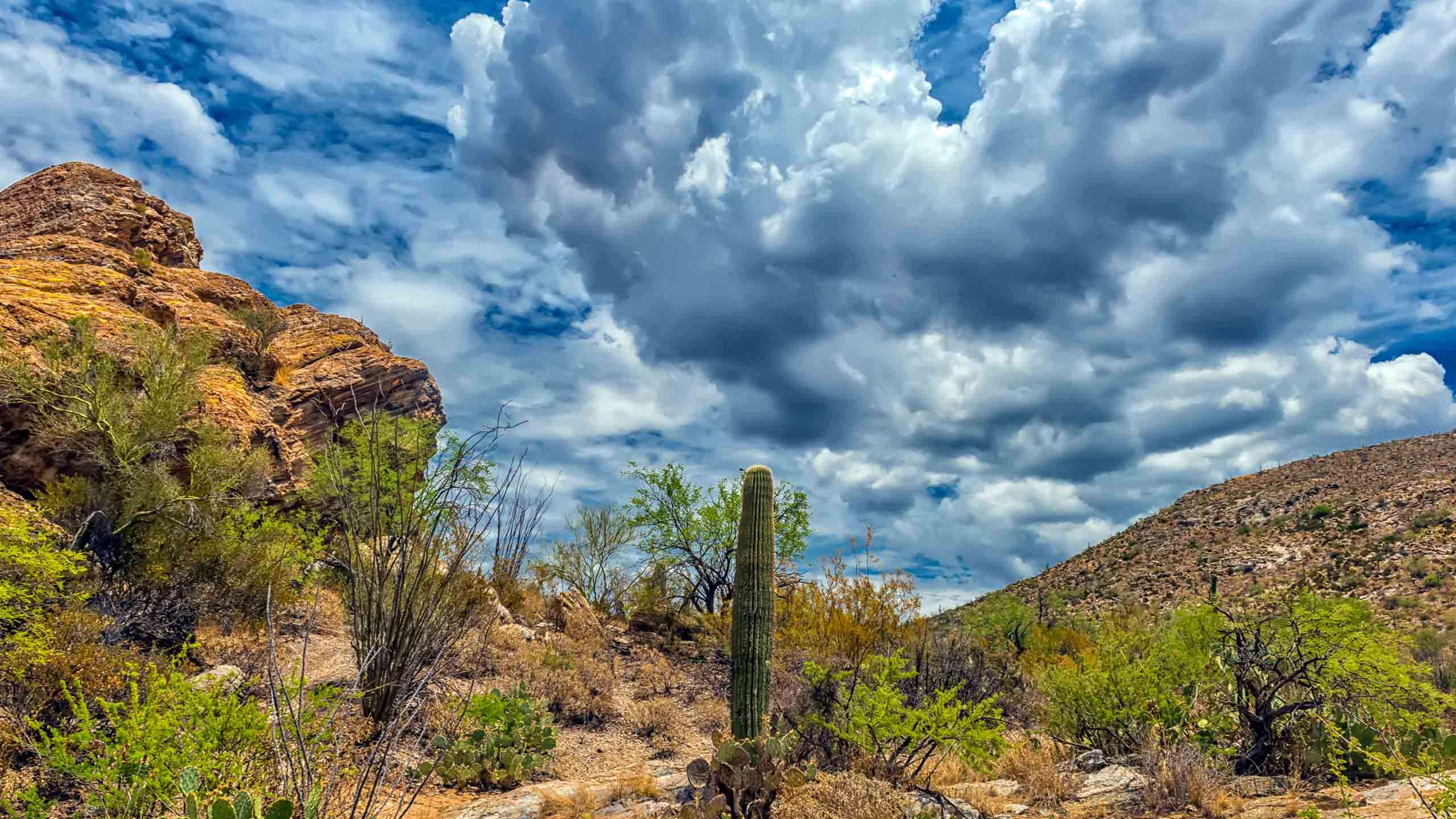 Arizona's Saguaro & Tucson Walk & Bike (National Park Adventures In The Sun) 4D3N, Fully Guided