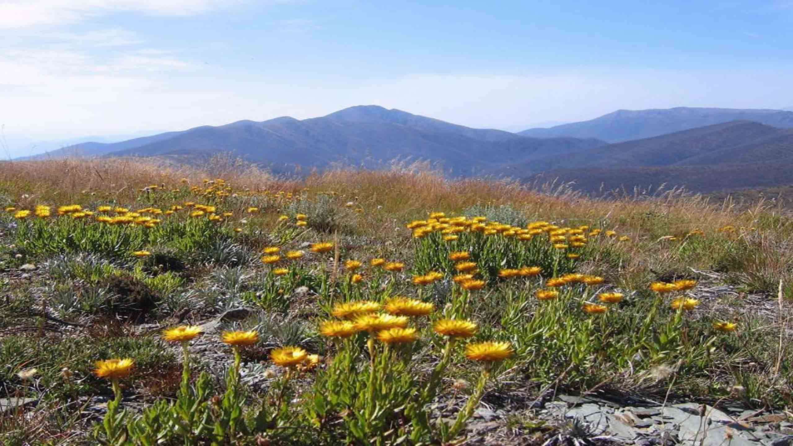 Victorian Alps High Country Walk 4D3N, Fully Guided