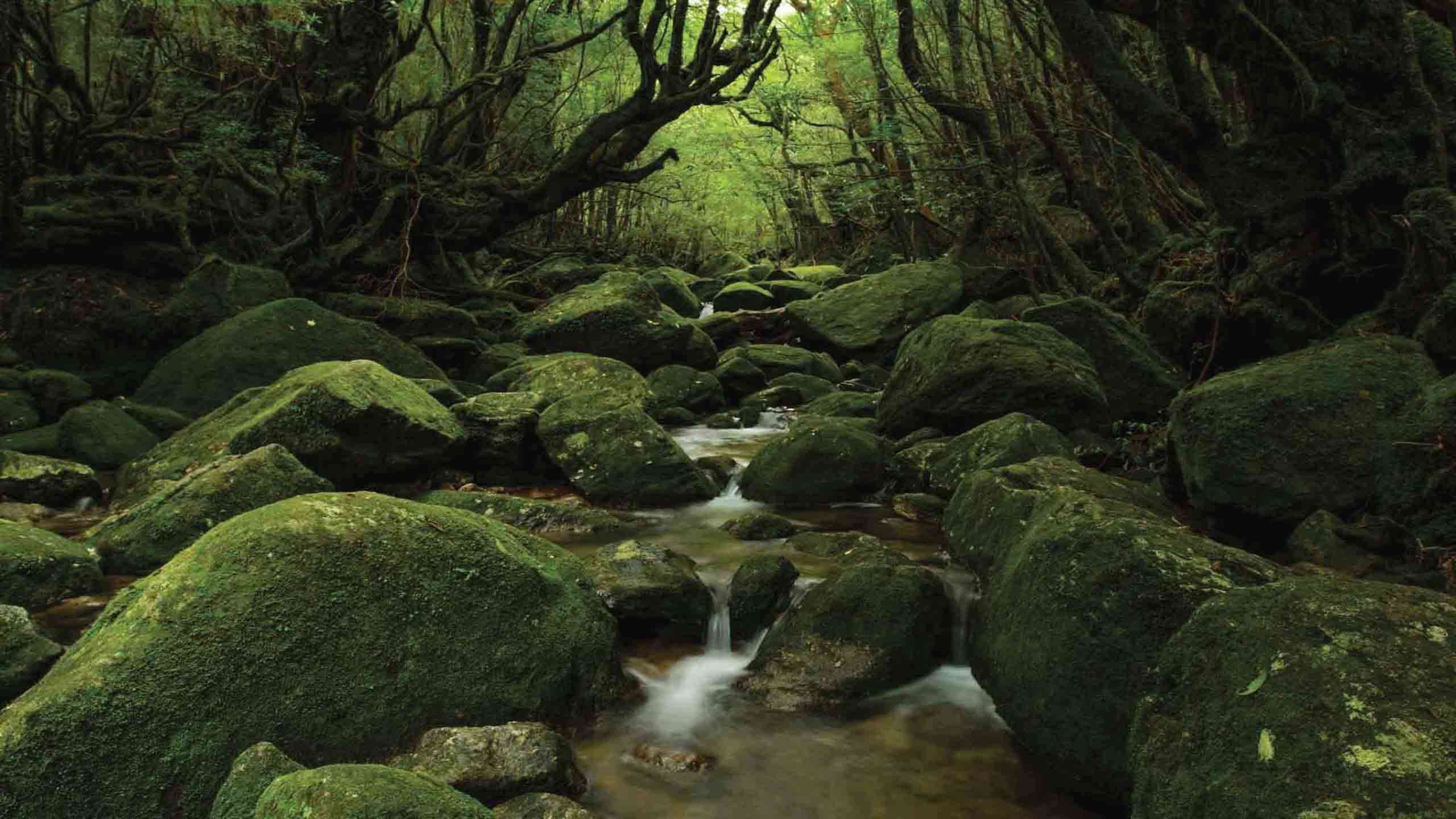 The Ultimate Luxury Yakushima Walk 4D3N, Private Guided