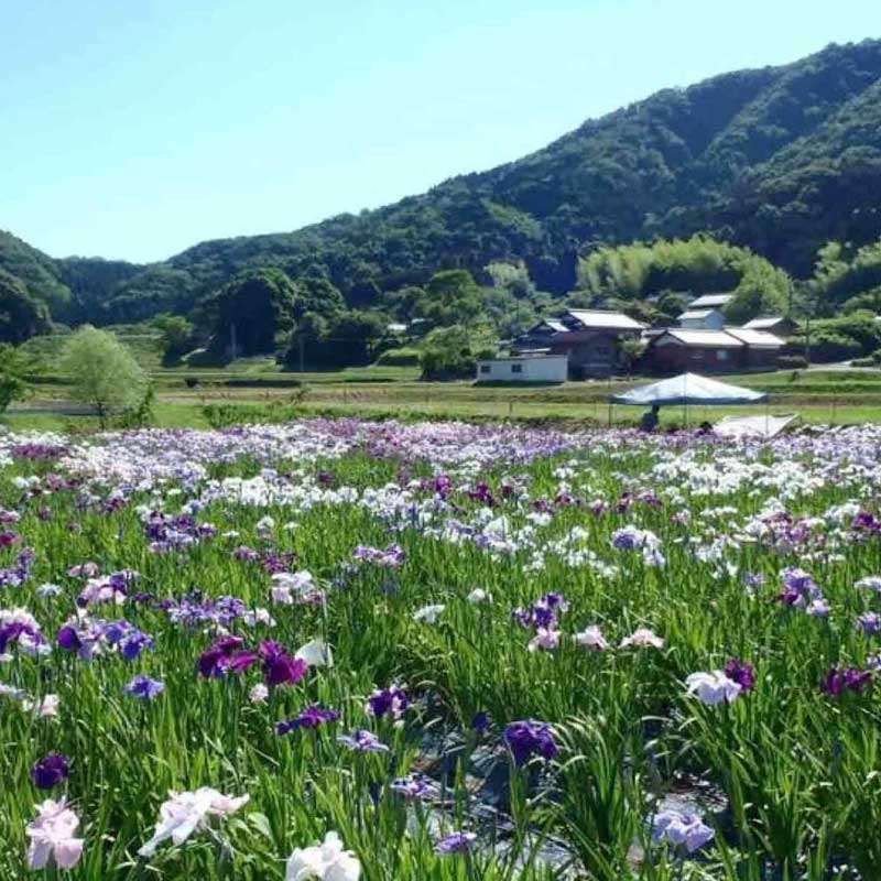 Best of Kyoto Hidden Gems, Countryside Cycle, Walk & Farmhouse Stay 3D2N, Guided