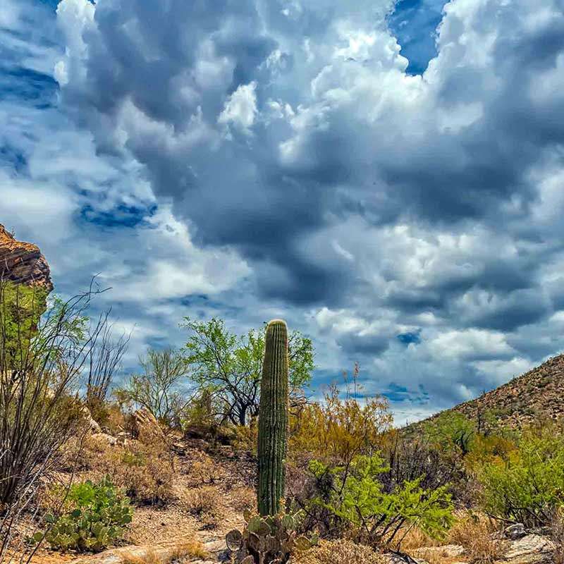Arizona's Saguaro Tucson Walk Bike (National Park Adventures