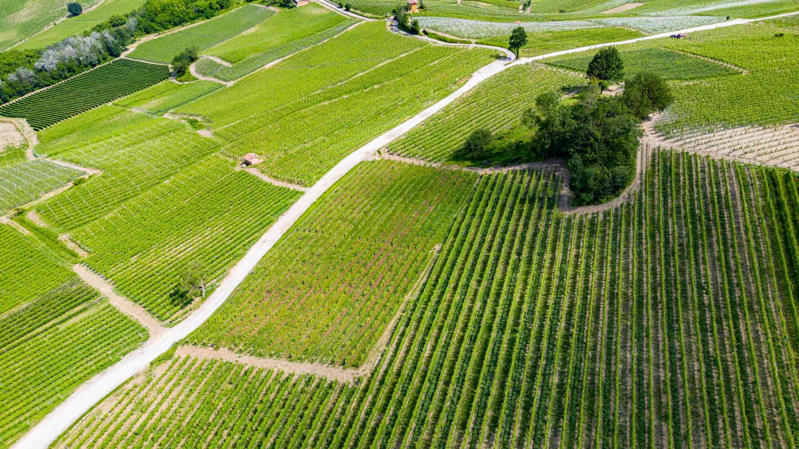 Perfect Piedmont Cycling 6D5N (Vineyards, Olive Groves & Medieval Villages), Fully Guided