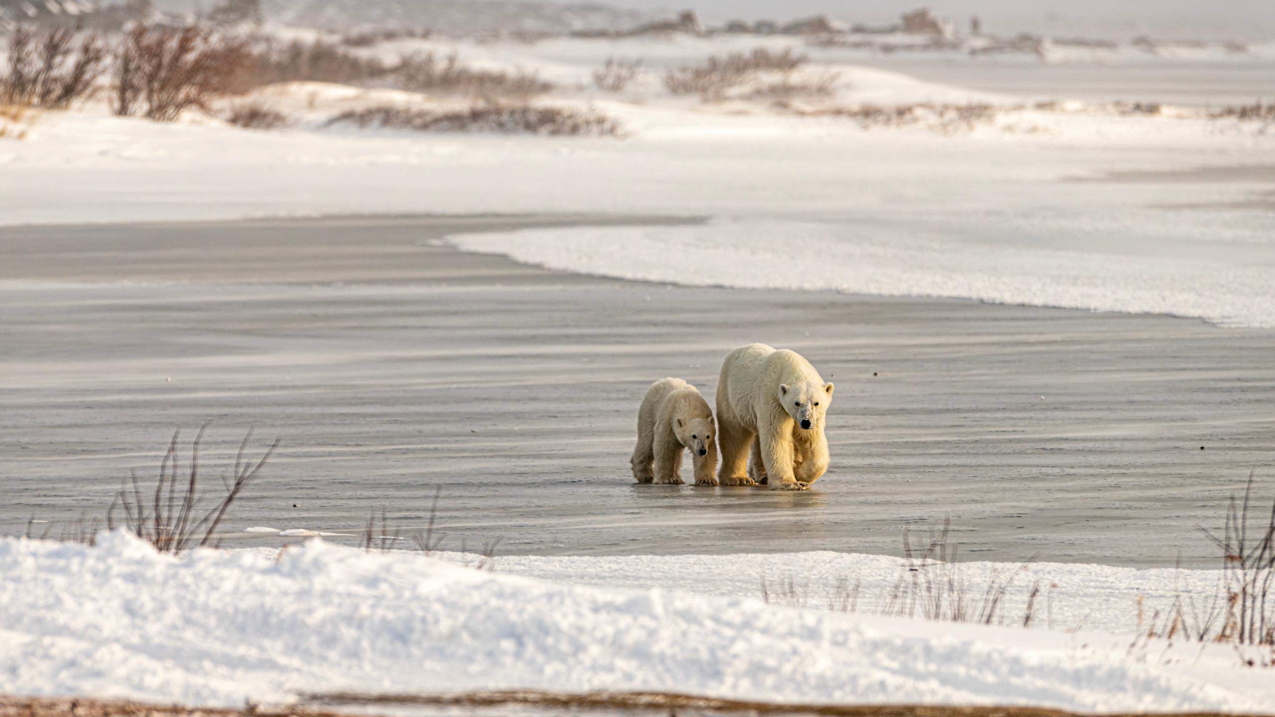 Polar Bears at Churchill, Manitoba