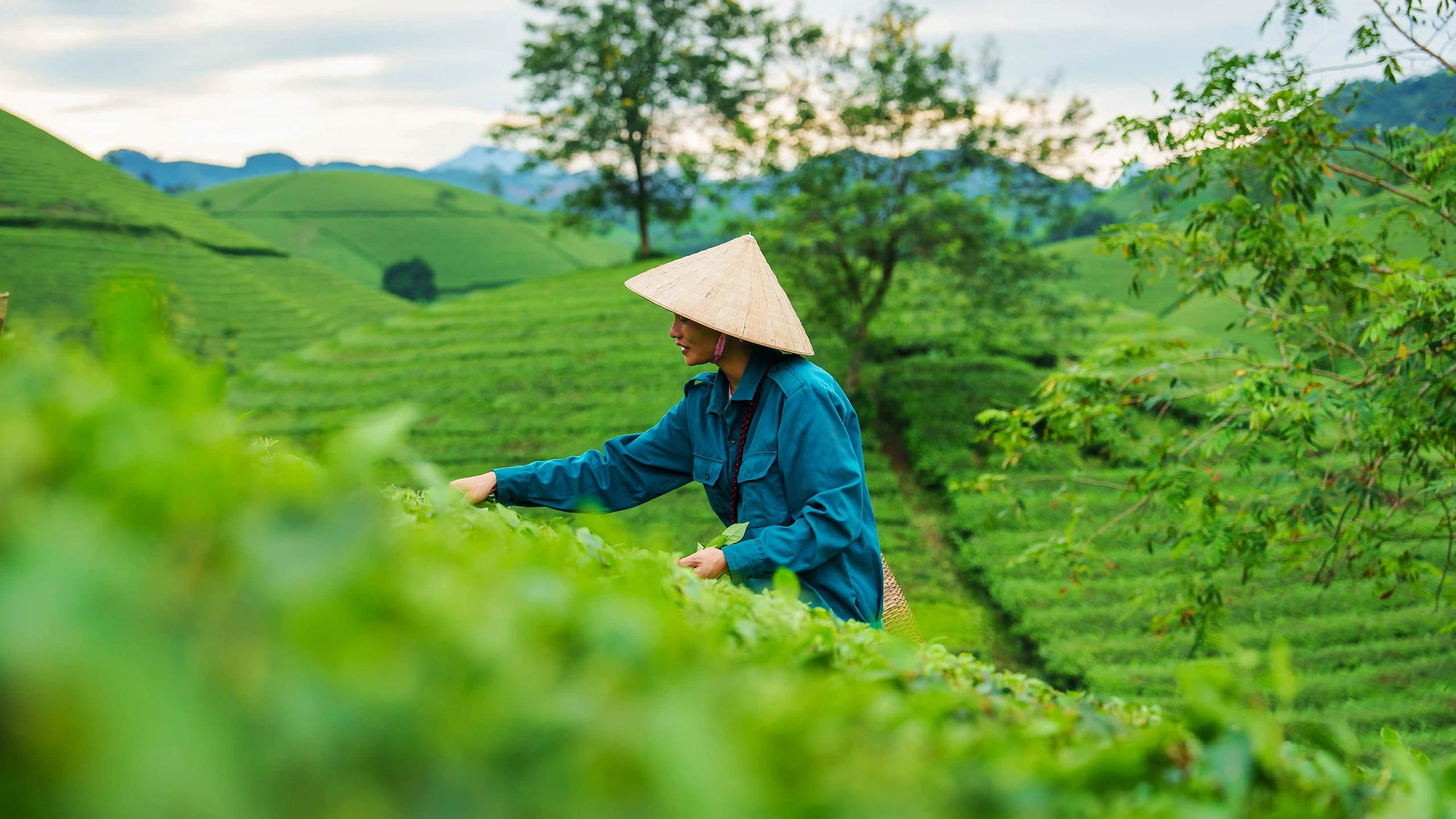 farmer-harvesting-vietnam-shutterstock2637497425