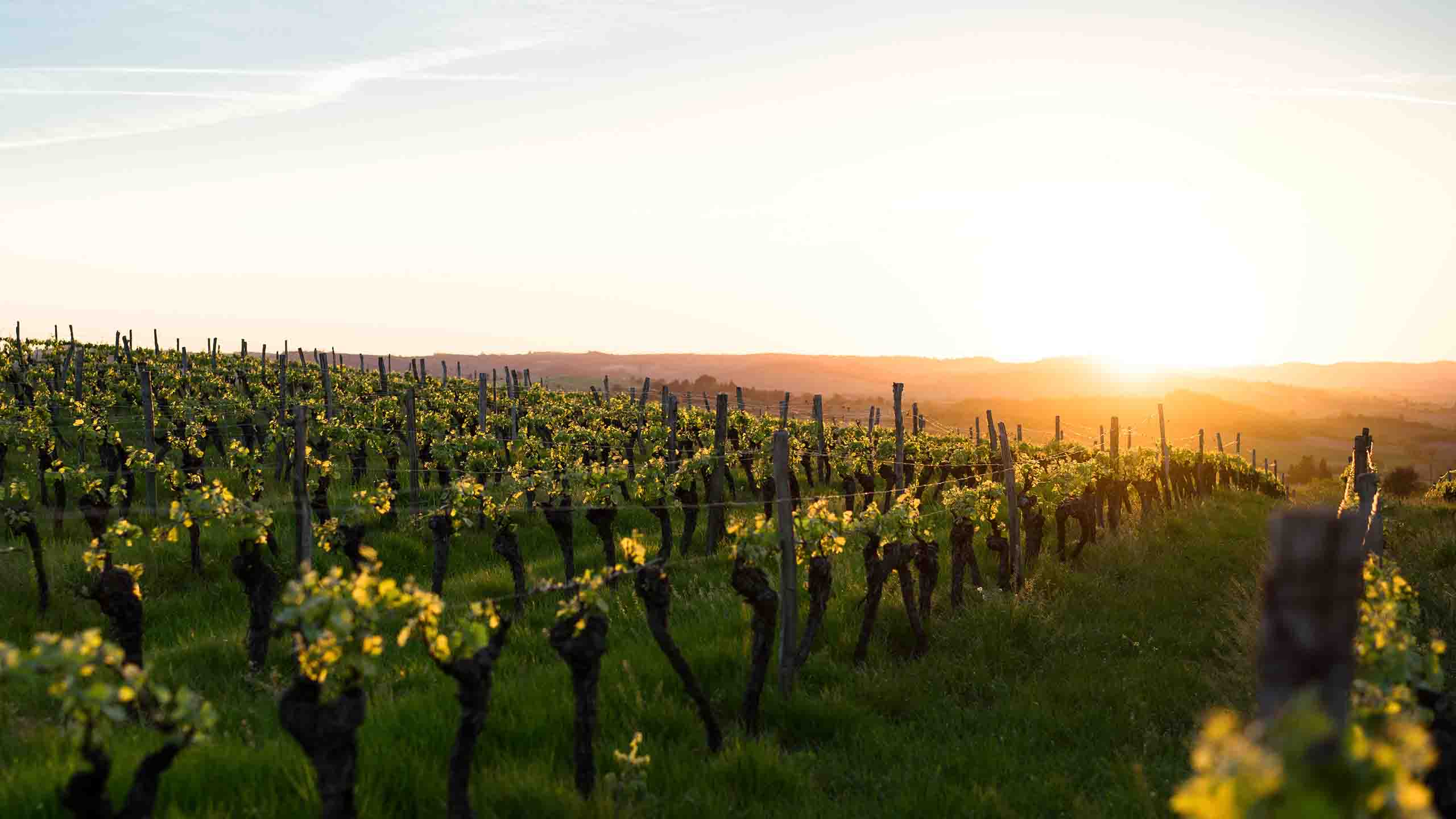 vineyards-france-sunset