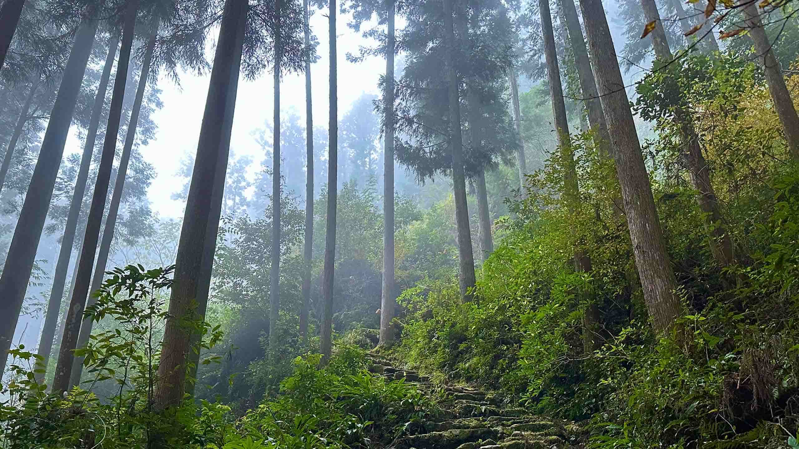 Kumano Kodo Trail, Japan by Susan L Spann