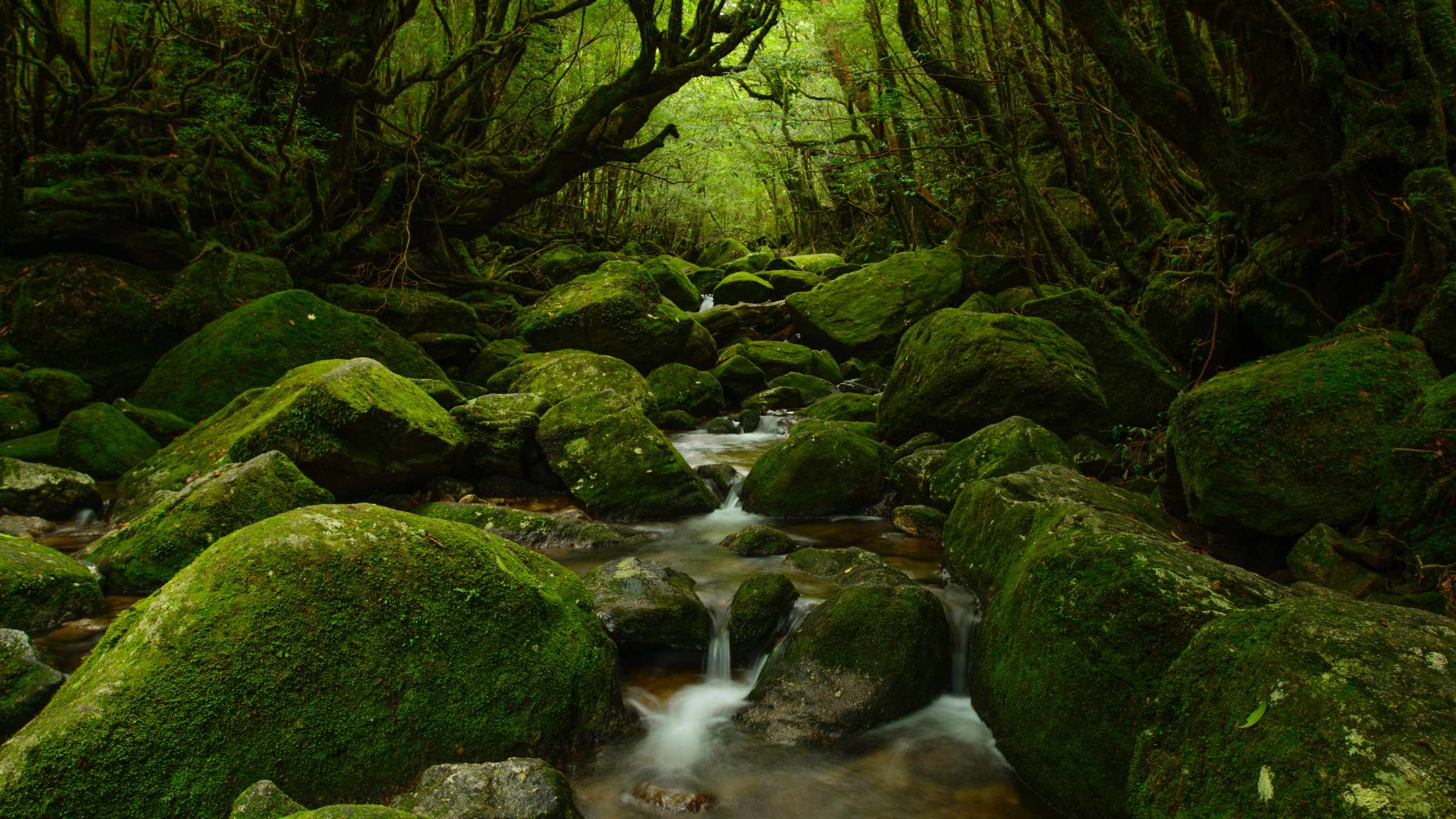 Yakushima Forest in Kyushu Japan