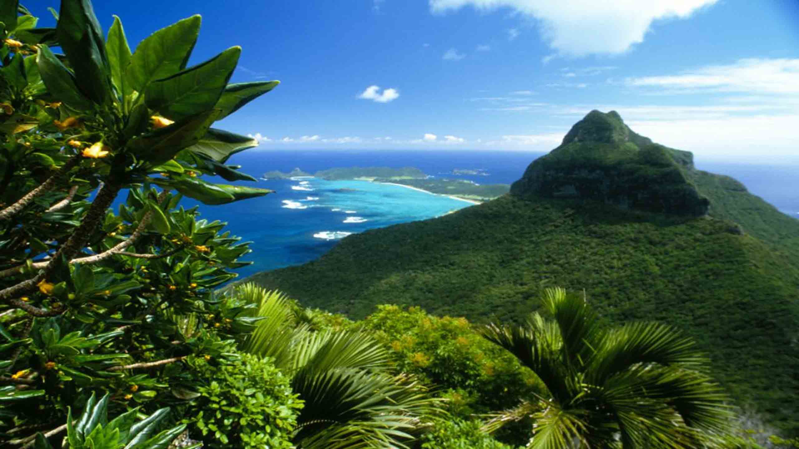 arajilla-lord-howe-island-stunning-tropical-forest