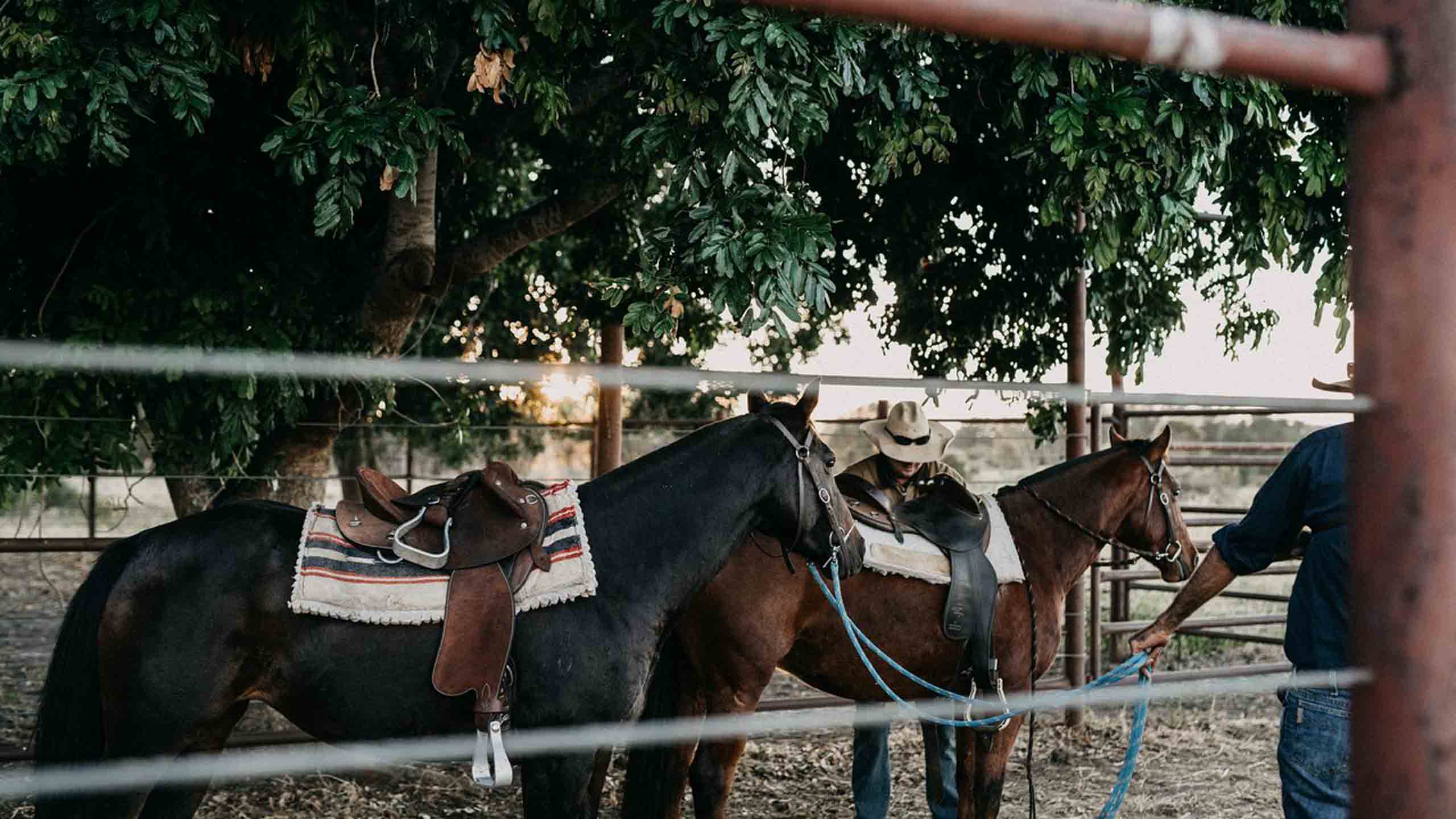 bullo-river-station-kimberleys-stock-horses