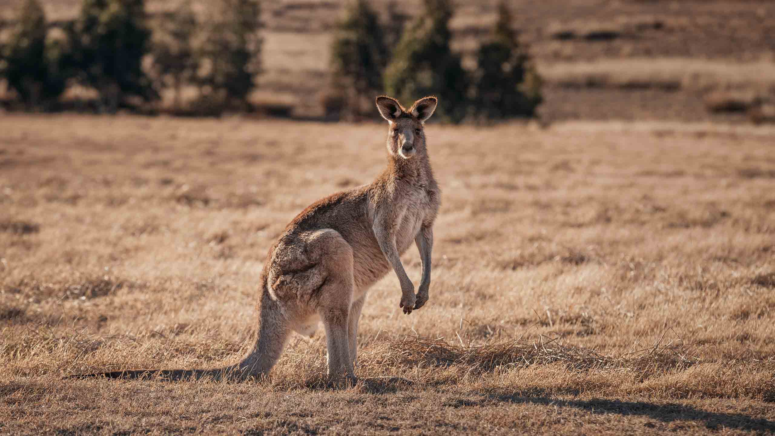 OneAndOnly-WolganValley-bluemountains-australia-kangaroo-wildlife