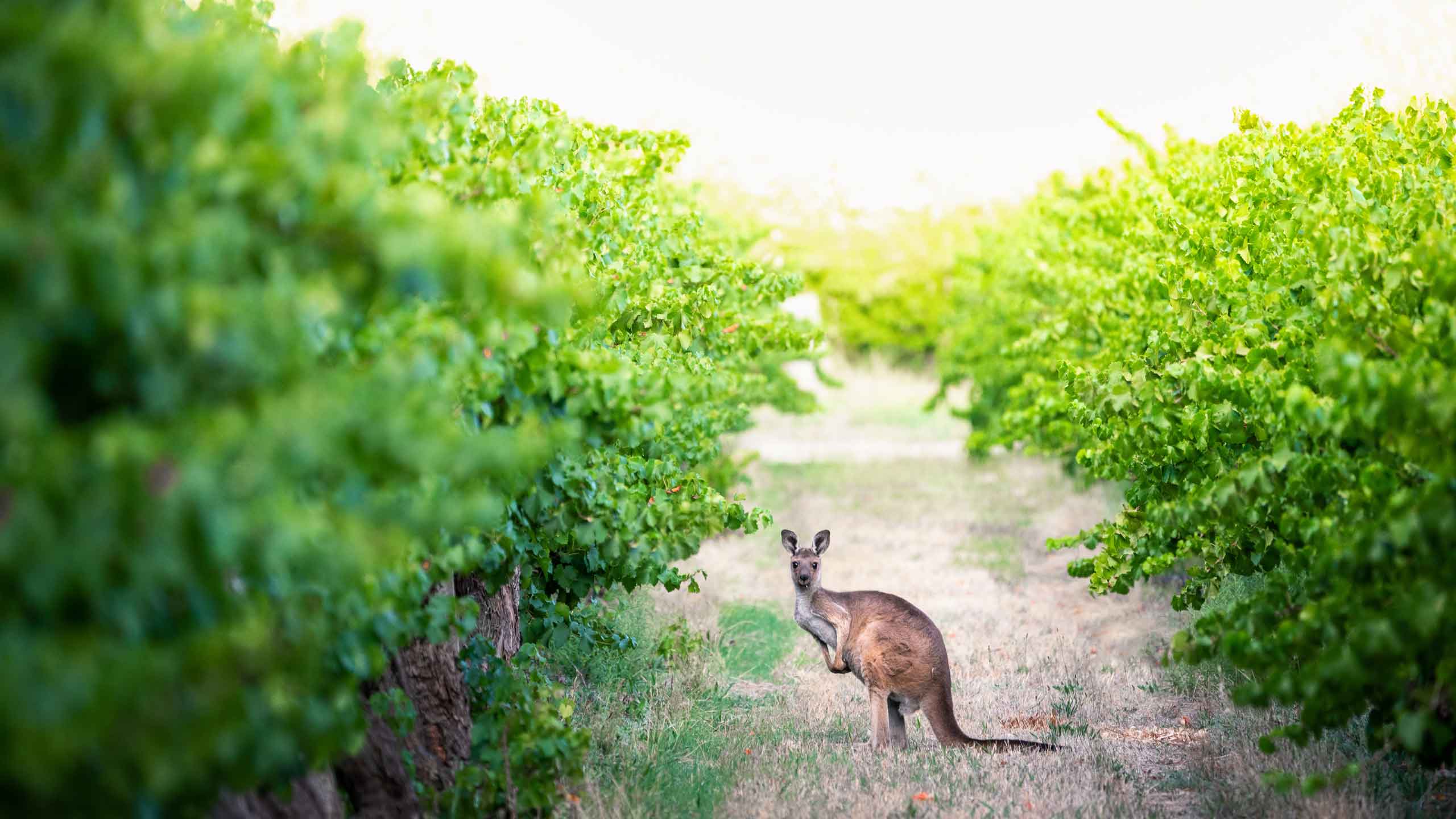 kangaroo-in-vineyard