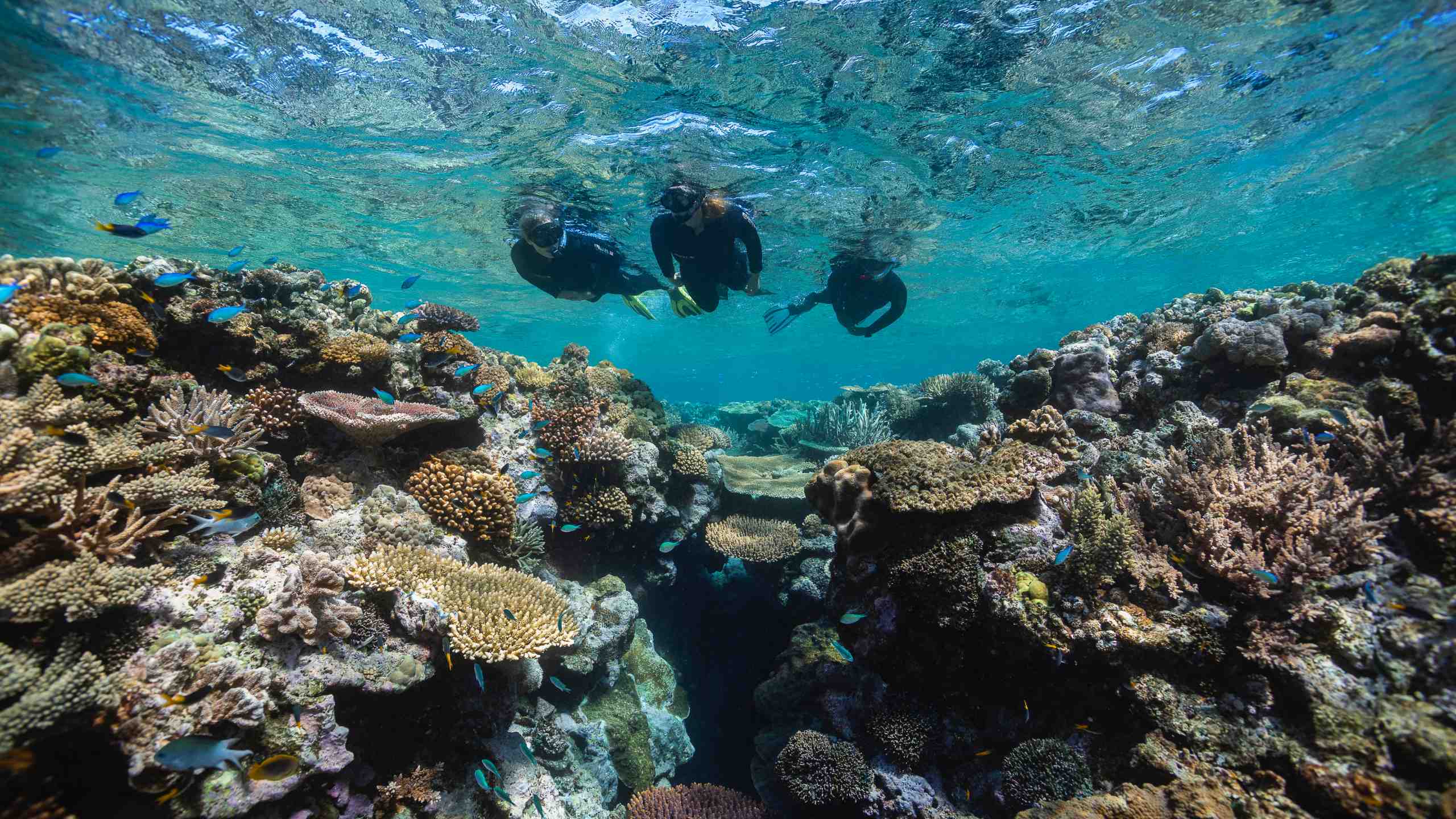 nirayama-villas-and-spa-port-douglas-queensland-australia-great-barrier-reef-snorkelling
