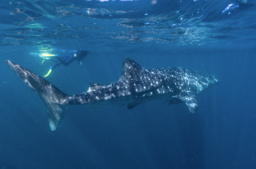 Swim-with-a-whale-shark