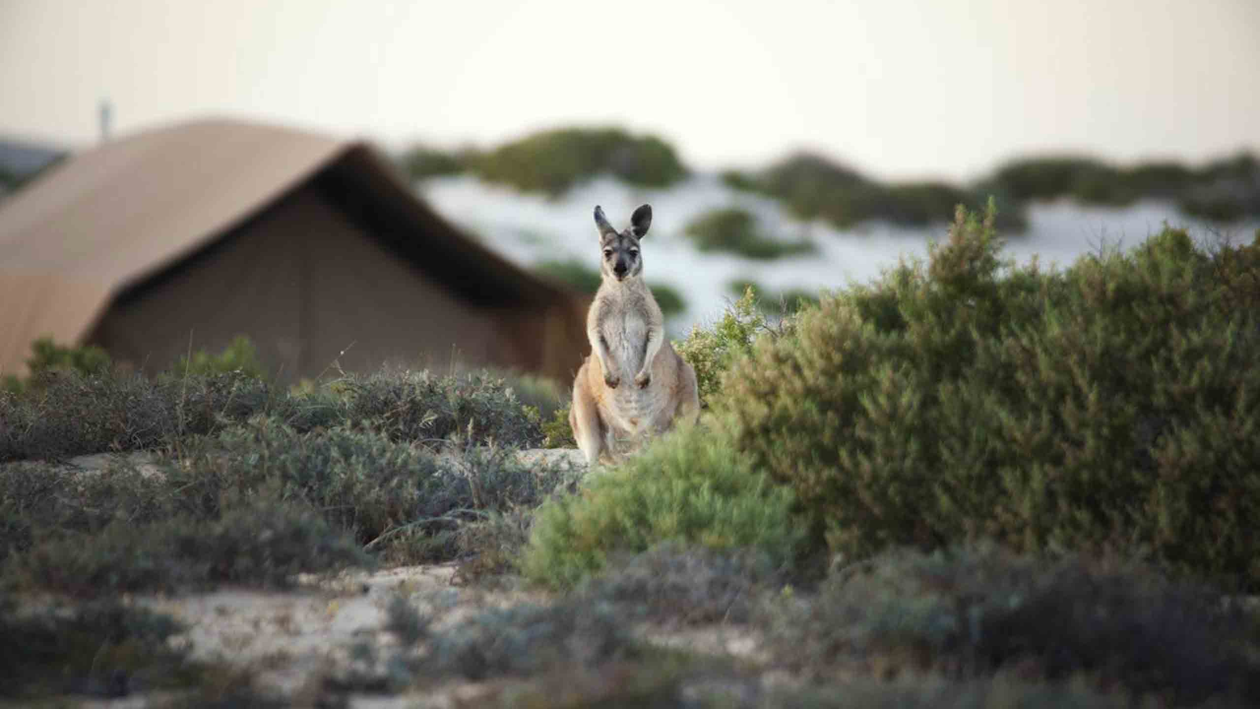 sal-salis-nigaloo-reef-kangaroo-at-camp