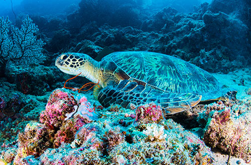 green-turtle-great-barrier-reef