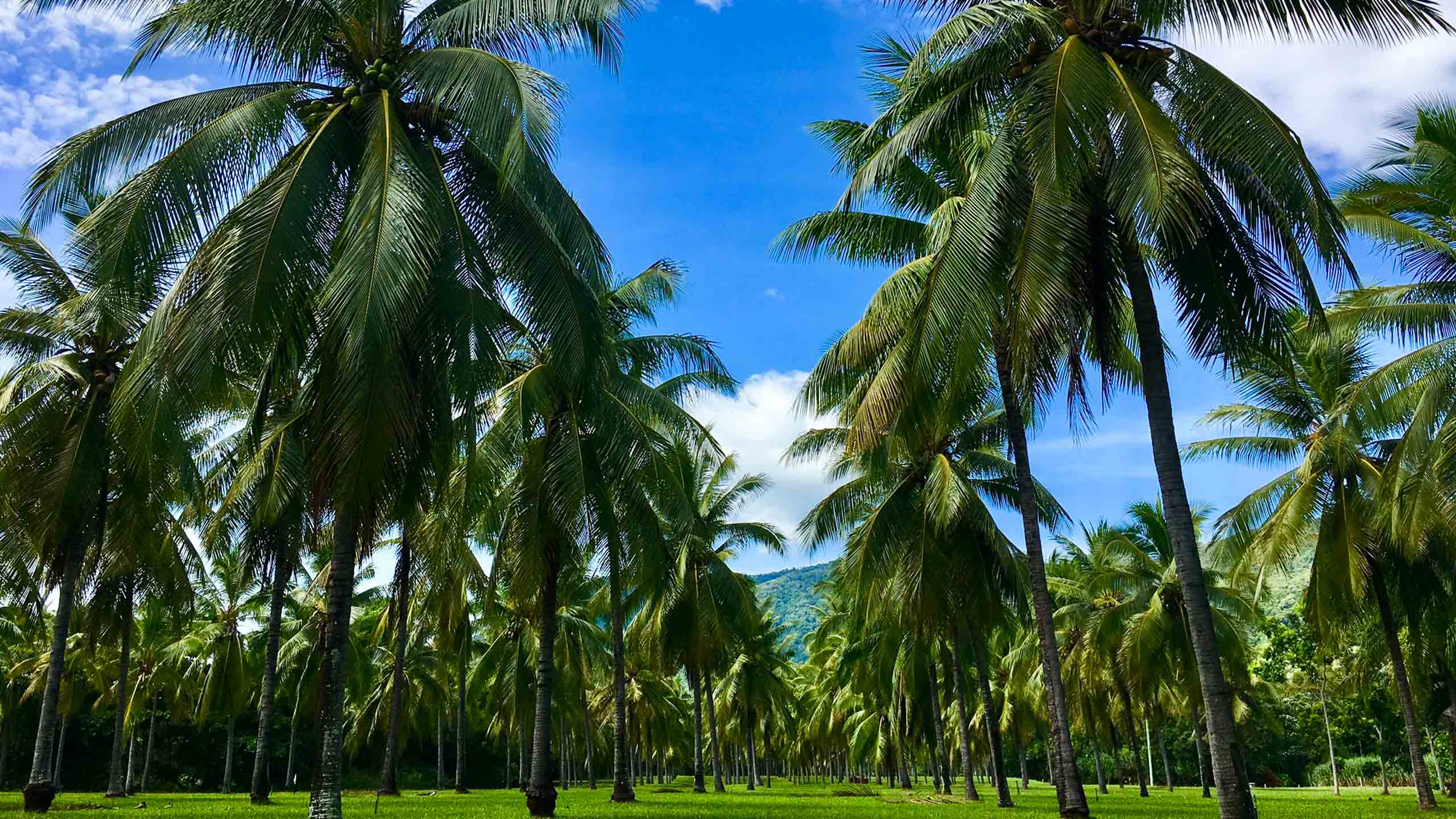 thala-beach-nature-reserve-coconut-plantation
