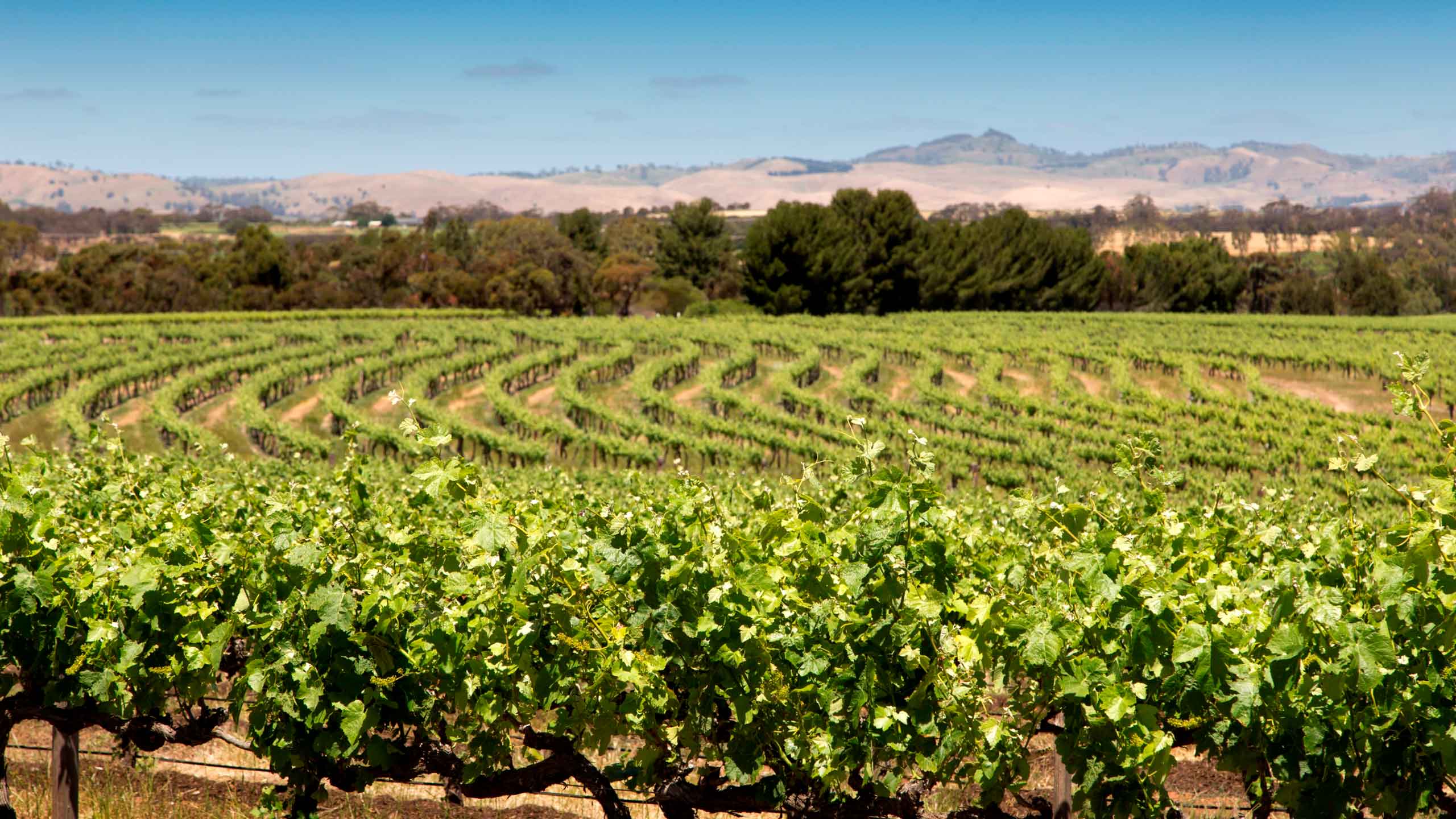 the-louise-barossa-valley-south-australia-vineyards