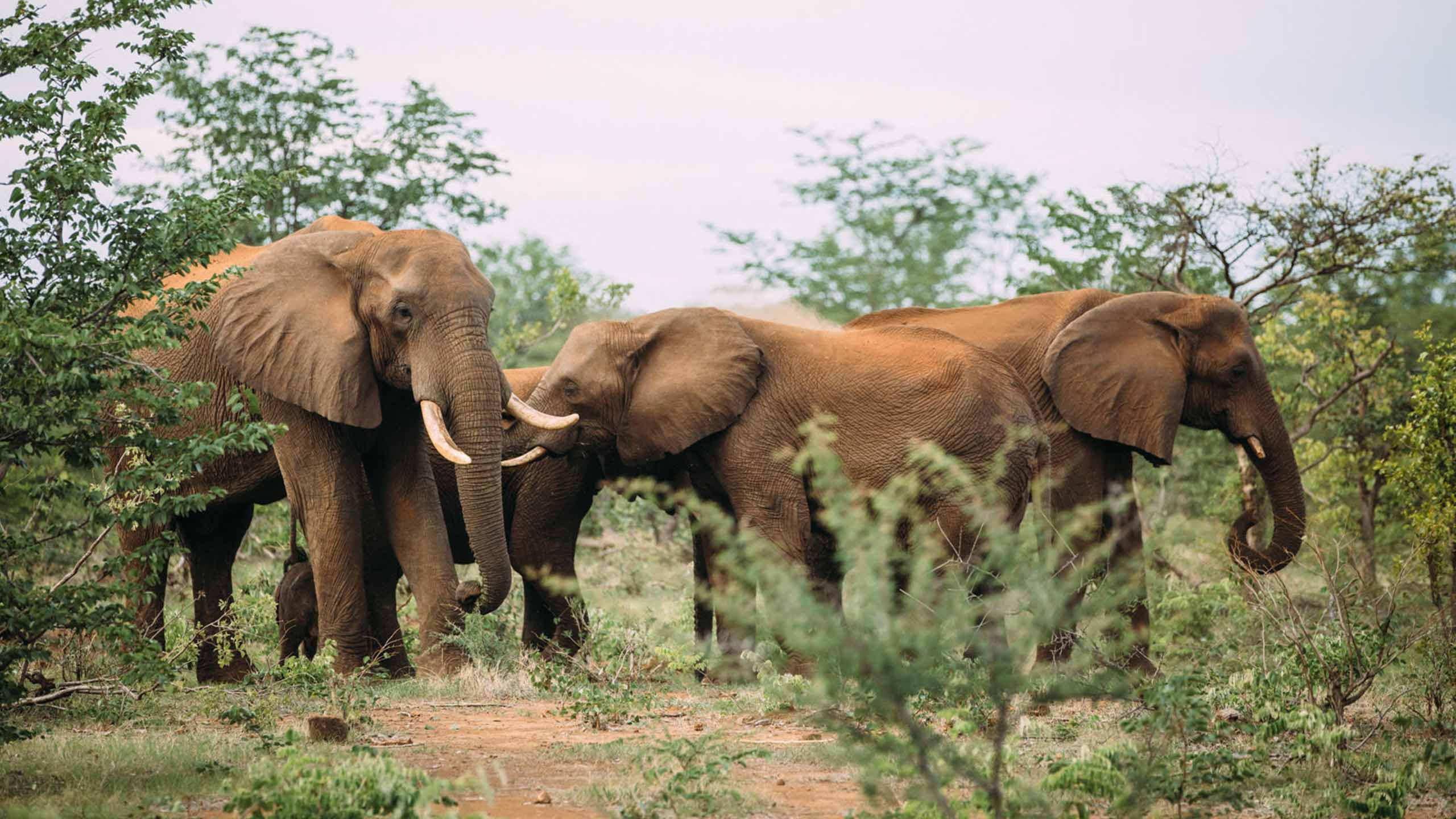 the-elephant-camp-victoria-falls-zimbabwe-africa-elephants