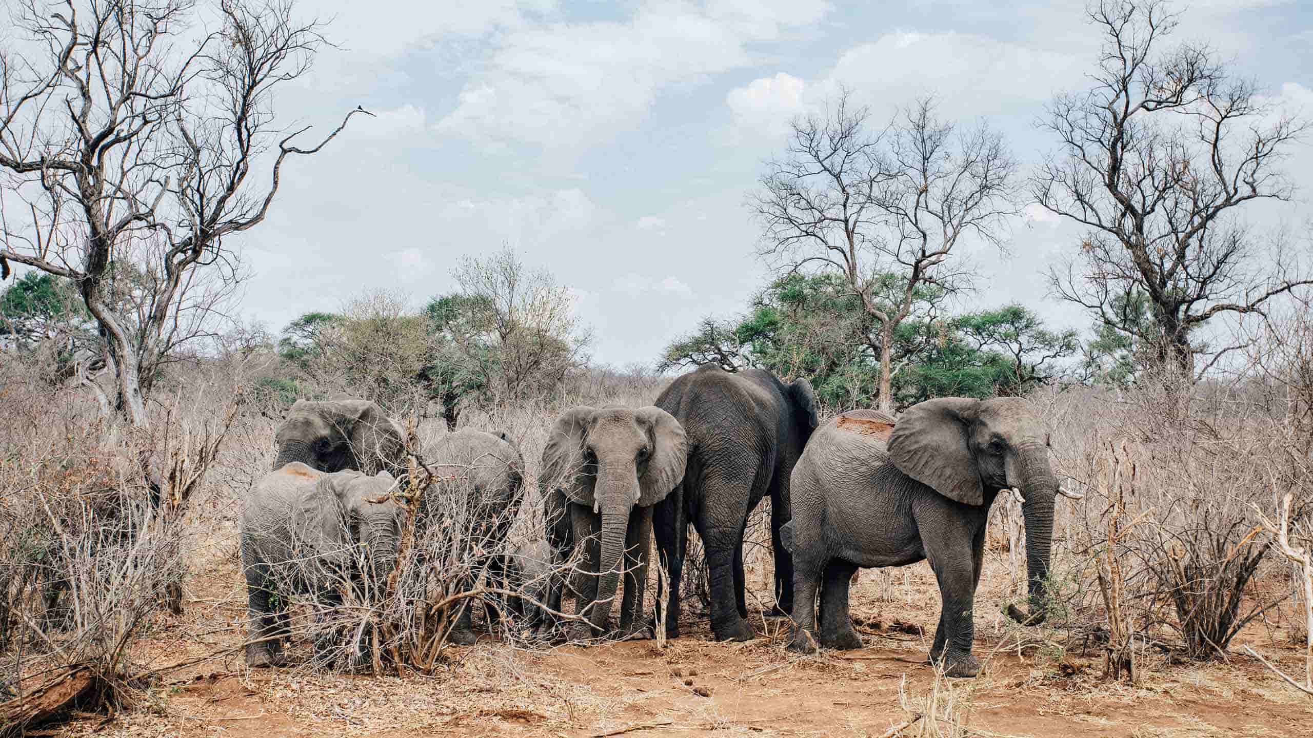 matetsi-victoria-falls-zimbabwe-elephants