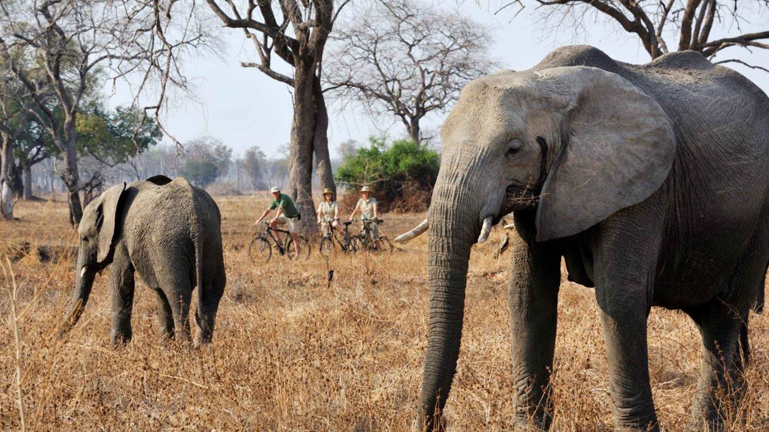 tafika-camp-zambia-cycling-elephants-zimbabwe