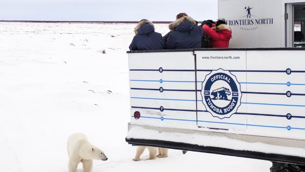 tundra-buggy-lodge-churchill-canada-polar-bear