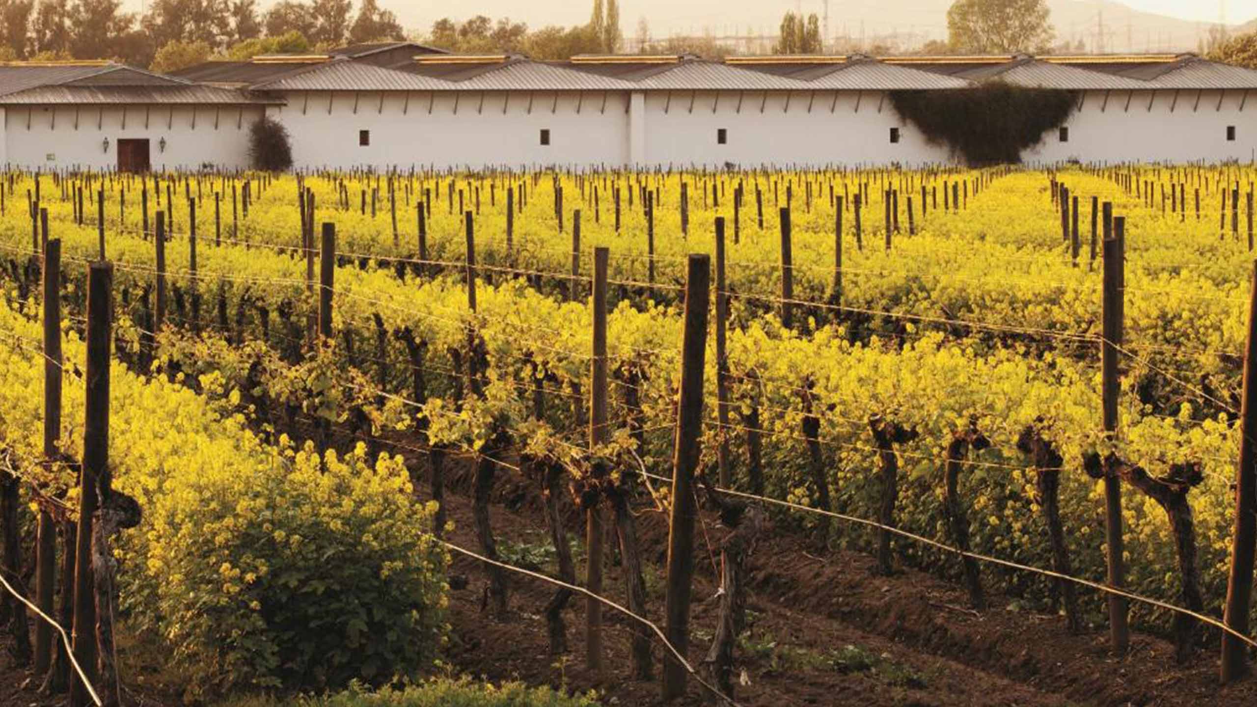 vineyard-hotel-casa-real-santiago-chile-bookingcom.