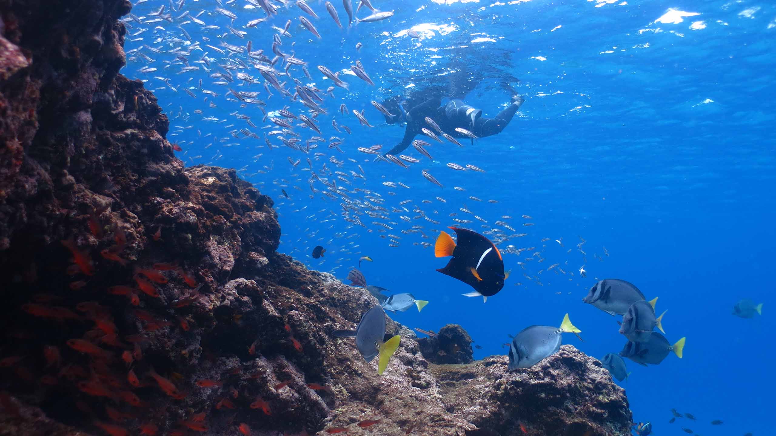 galaxy-sirius-galapagos-snorkling