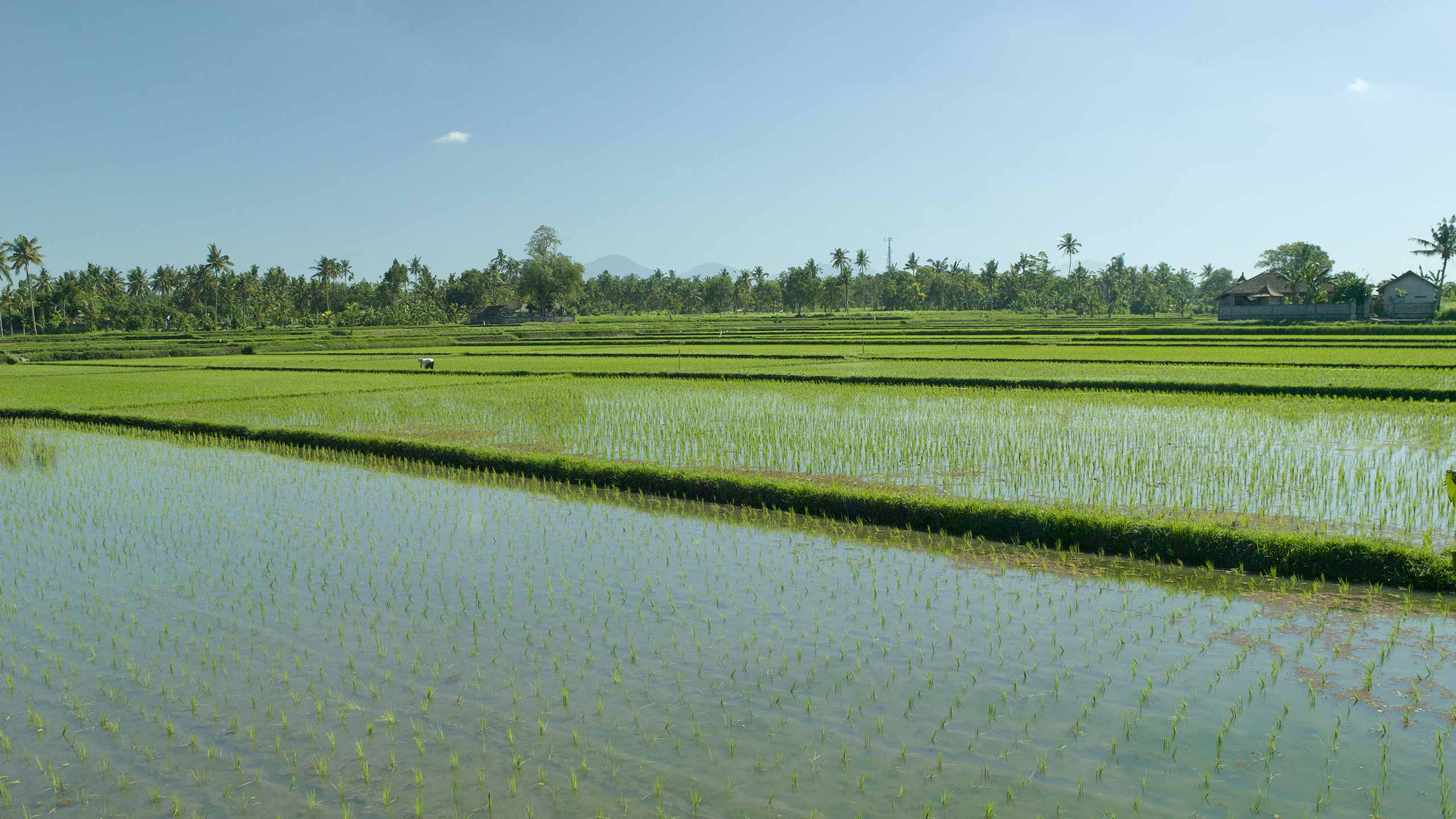 amandari-bali-indonesia-tegallalang-rice-fields