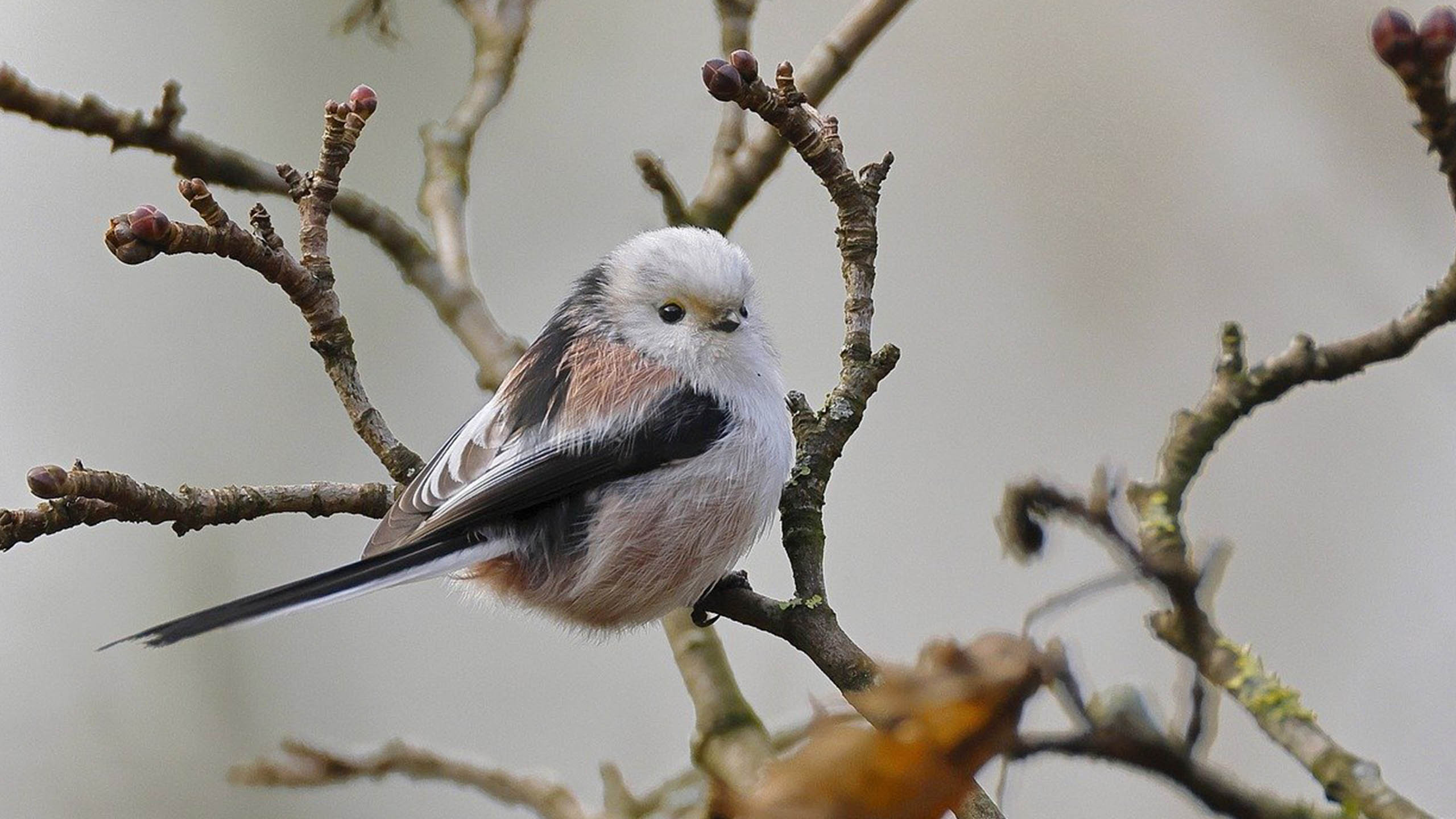 hoshinoya-karuizawa-bird