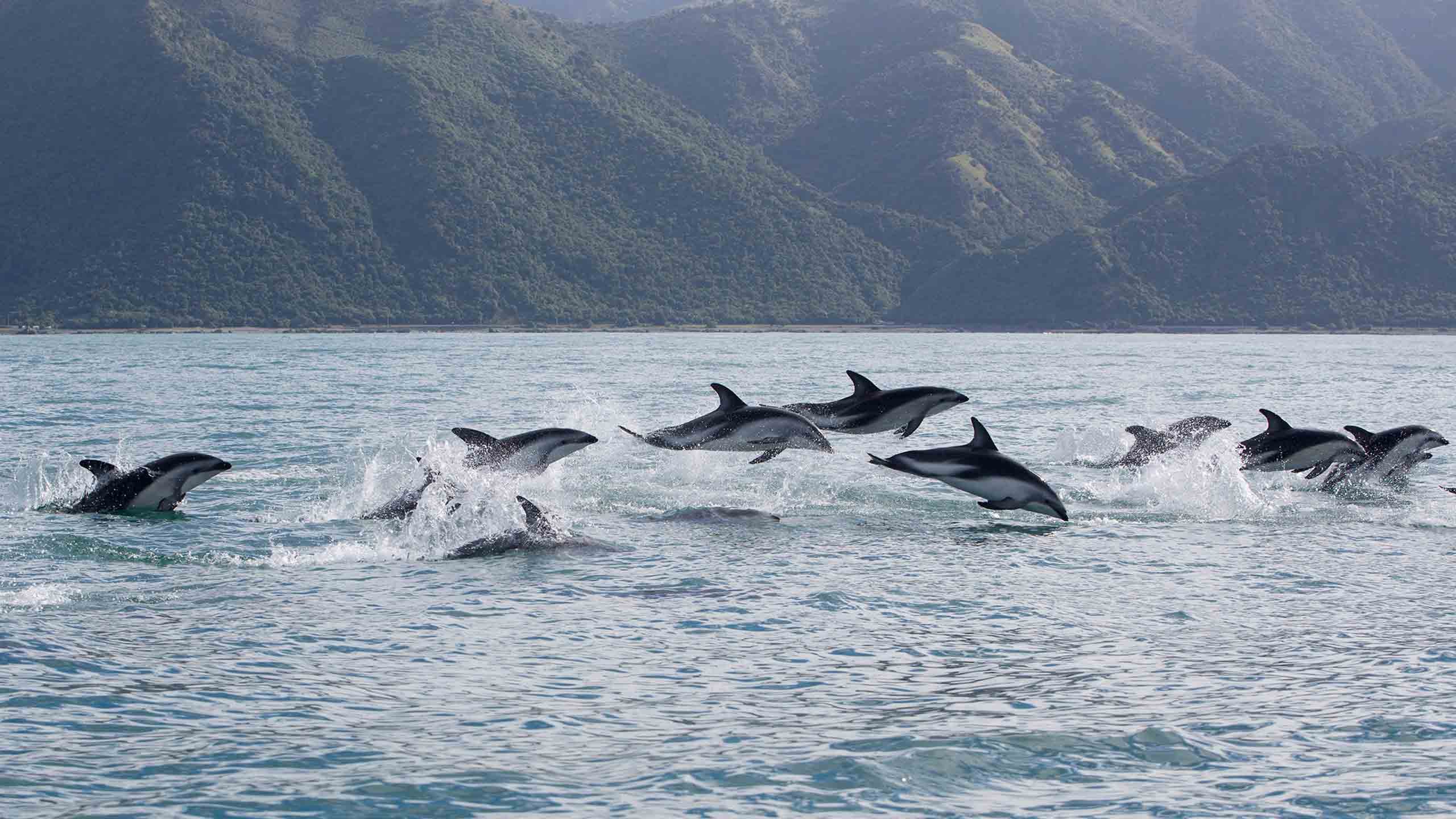 hapuku-lodge-and-treehouse-luxury-new-zealand-dusky-dolphins