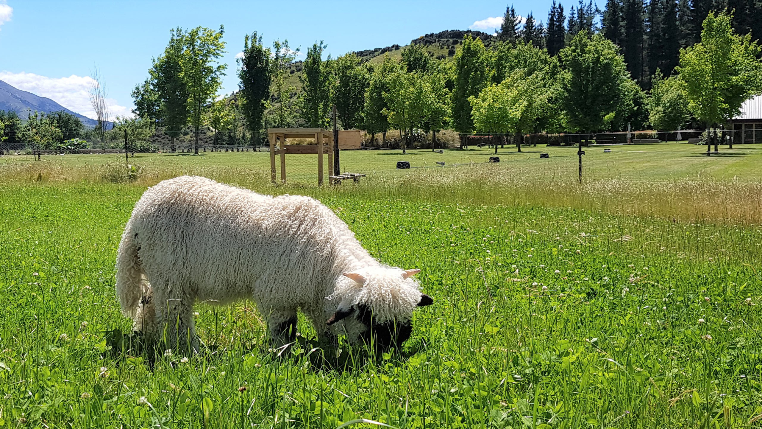 maple-lodge-wanaka-new-zealand-Valais-Blacknose-Sheep-eating
