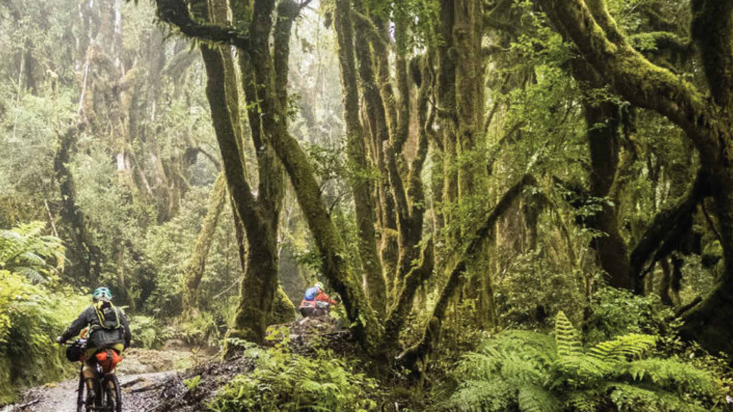 the-timber-trail-cycling-new-zealand-mistry-forest