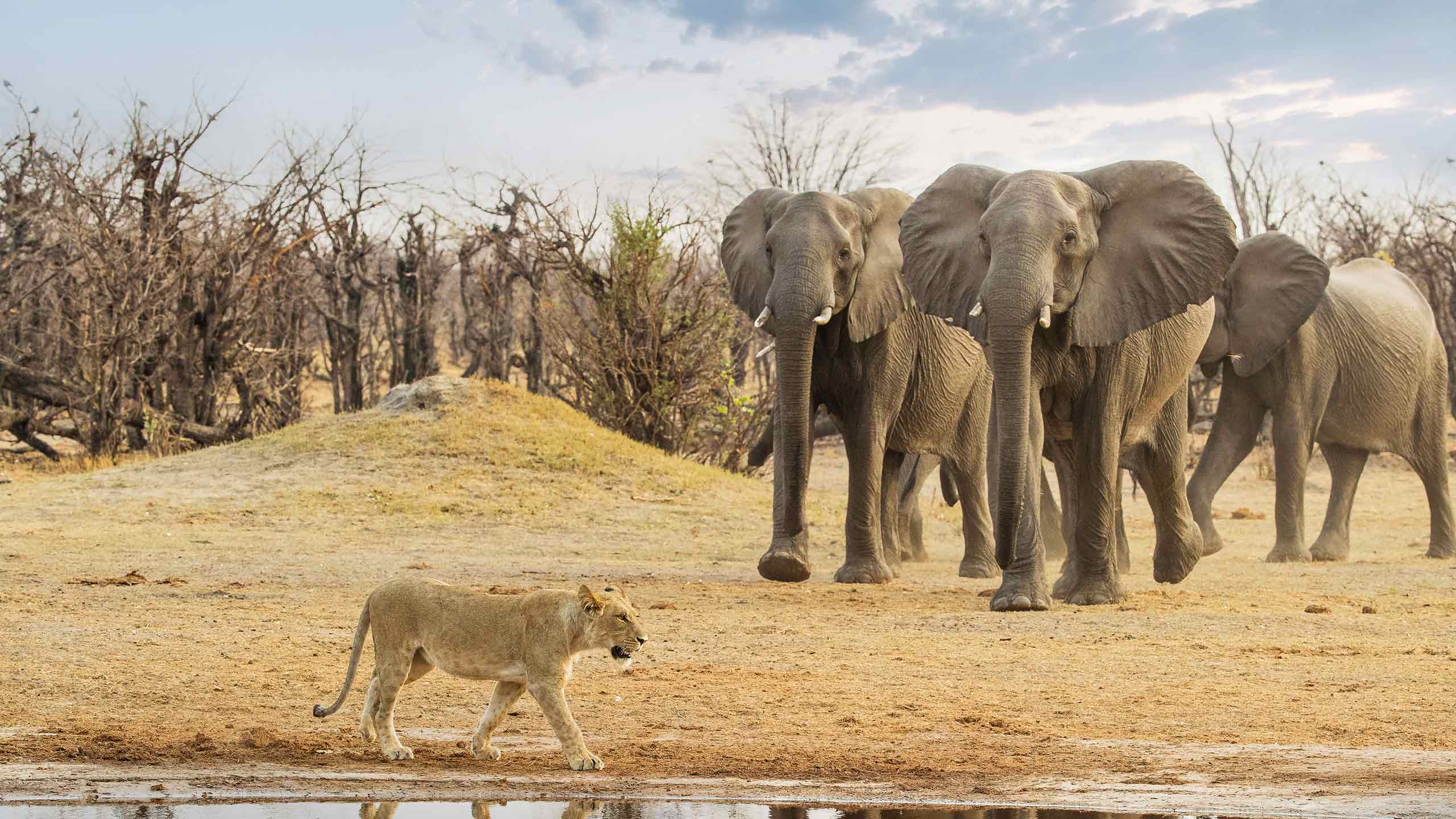 savute-safari-lodge-bostwana-elephants-with-tiger