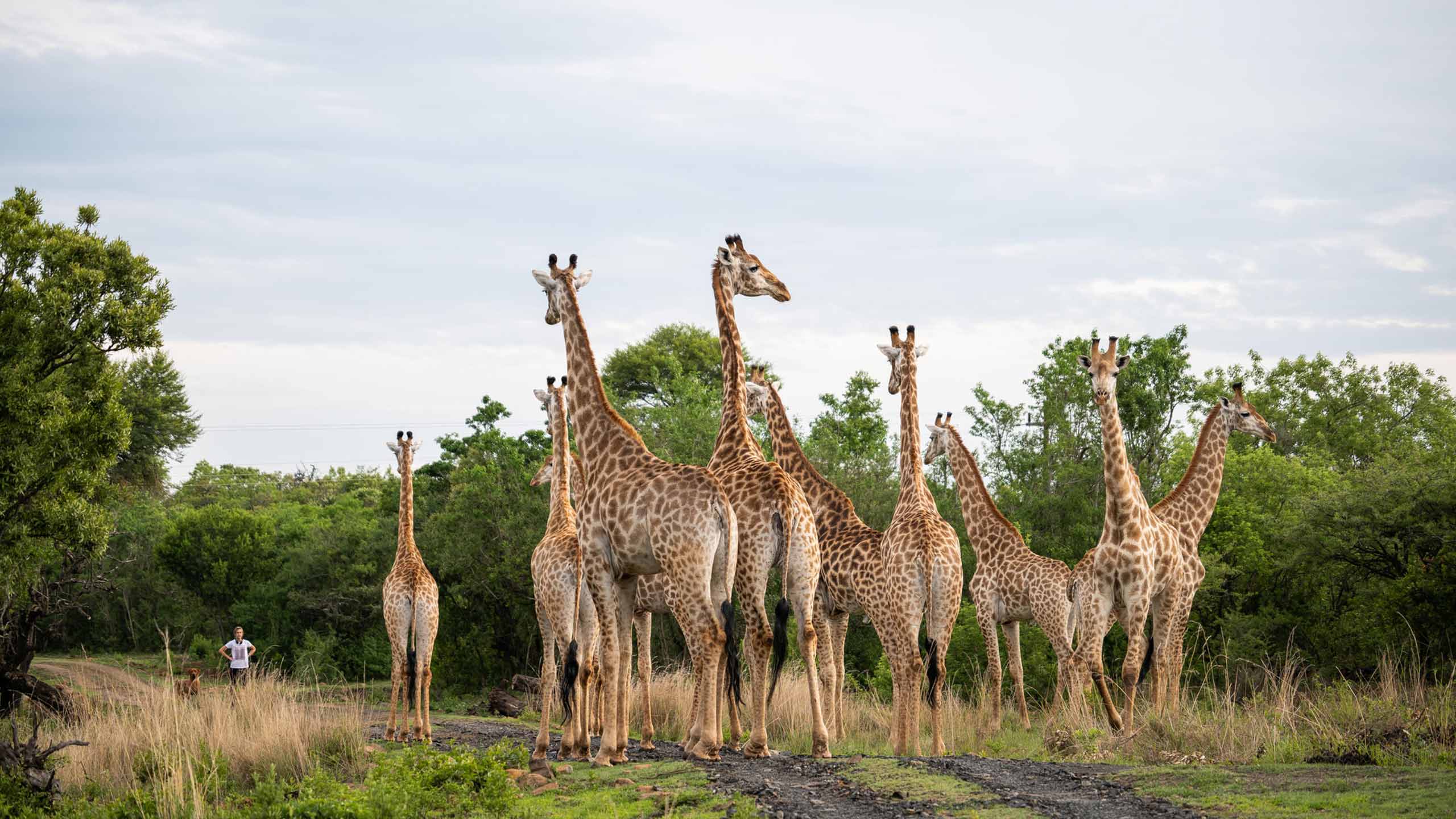 fugitives-drift-lodge-kwazulu-natal-south-africa-giraffe