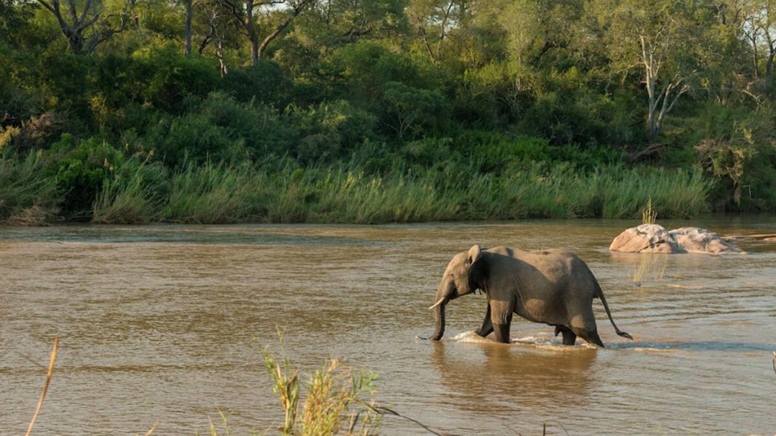 kruger-shalati-the-train-on-the-bridge-south-africa-accommodation-elephant-river
