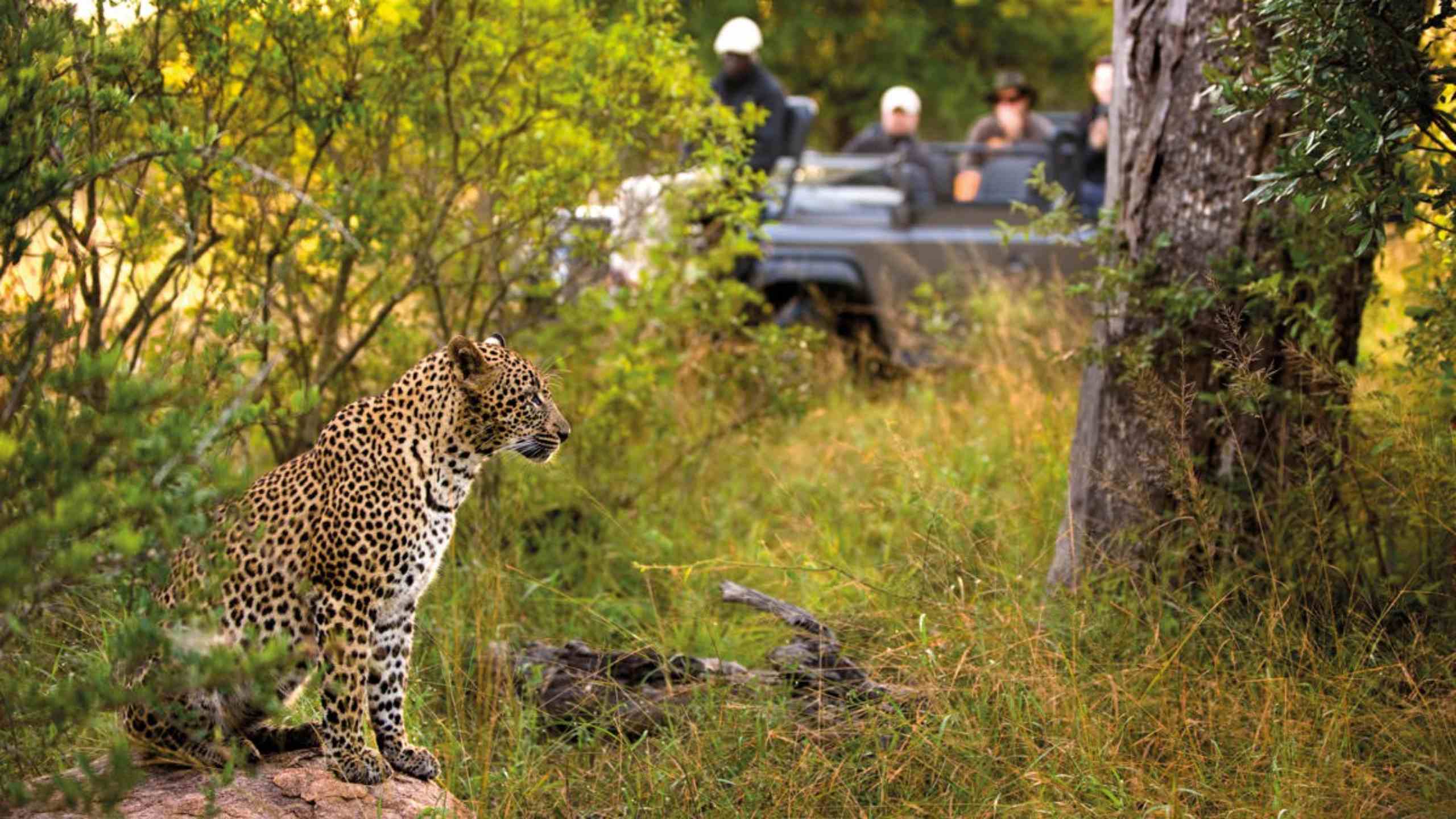 lion-sands-river-lodge-sabi-sands-south-africa-game-drive-safari-leopard-