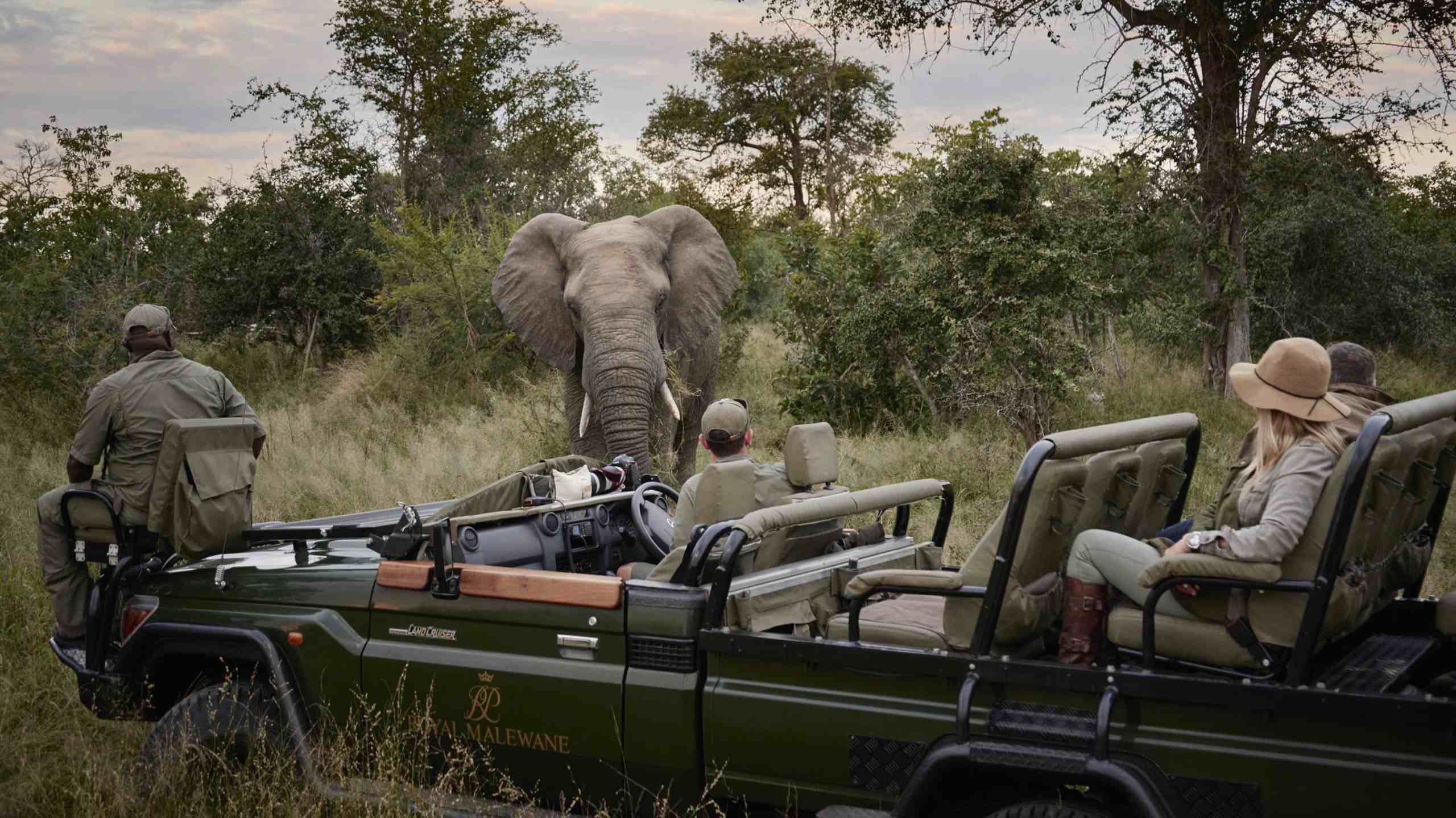 royal-malewane-thornybush-kruger-south-africa-game-drive-elephant