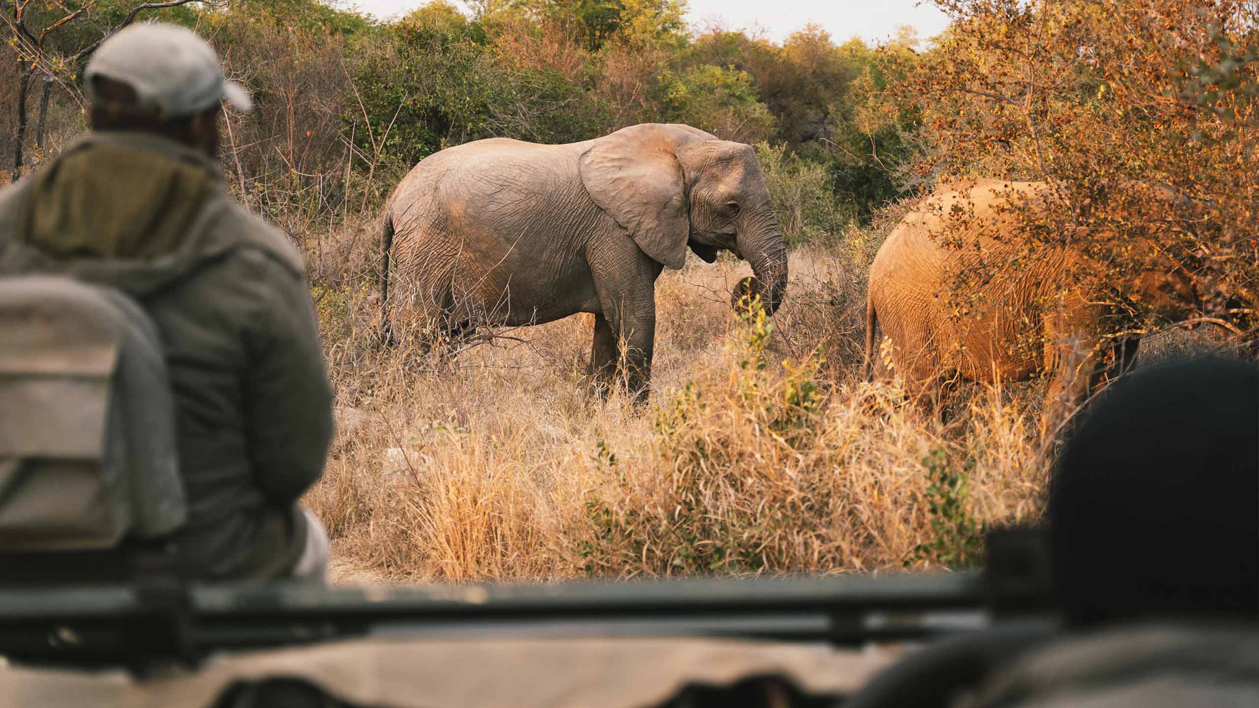 simbavati-hilltop-lodge-timbavati-game-reserve-south-africa-safari-elephant