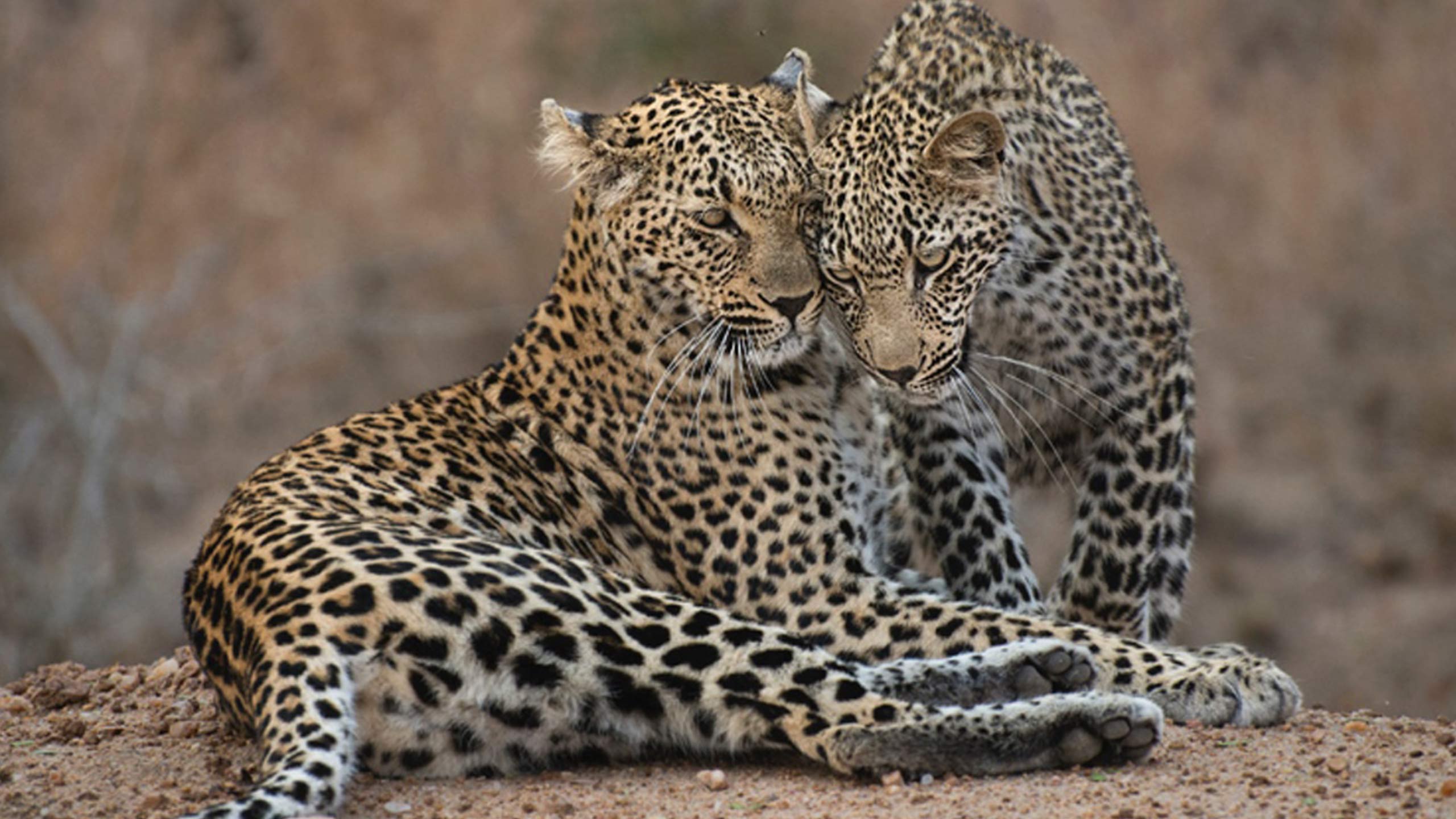 ulusaba-safari-lodge-south-africa-cuddling-leopards