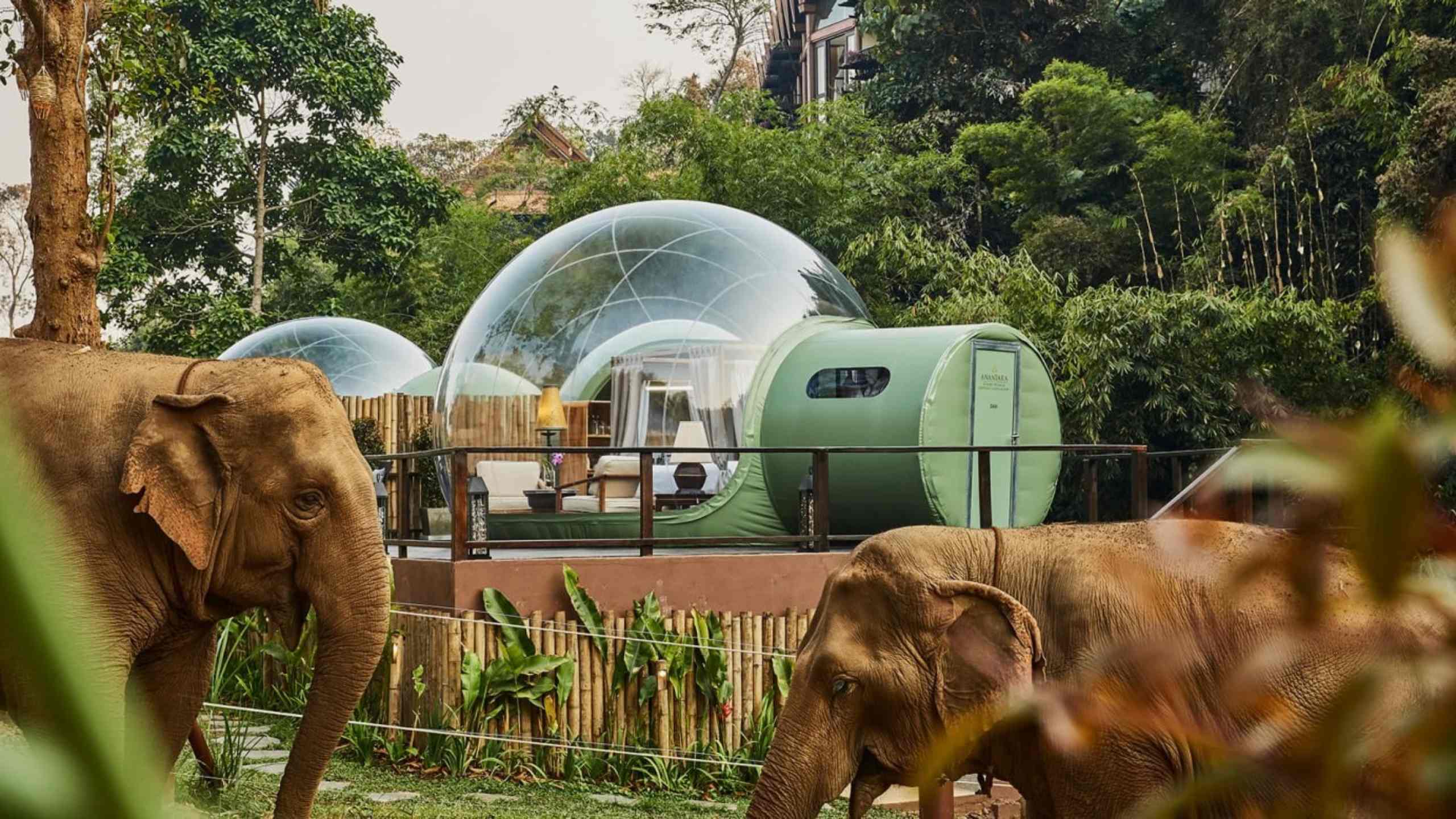 anantara-elephant-camp-thailand-exterior-view-elephants-in-front-of-jungle-bubbles
