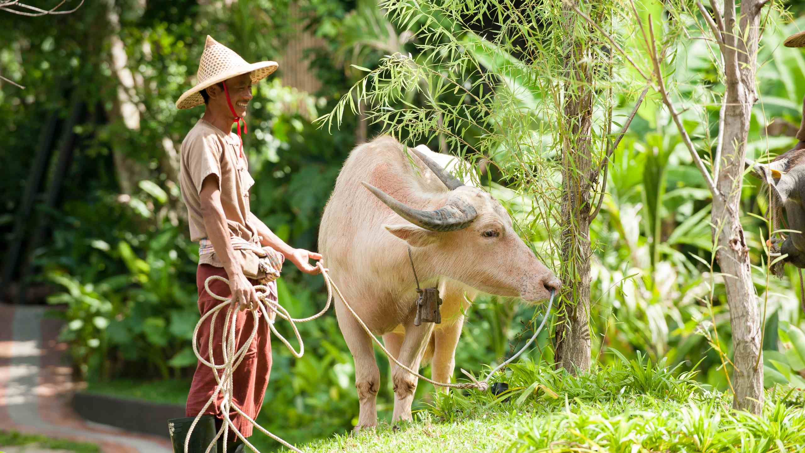 keemala-resort-phuket-buffalo-farm