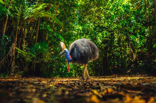 cassowary-walking-in-wild-queensland-australia