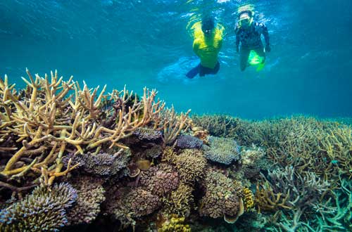 people-snorkeling-great-barrier-reef-queensland-australia