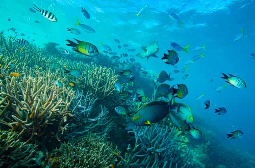 reef-great-barrier-reef-snorkelling-queensland-australia